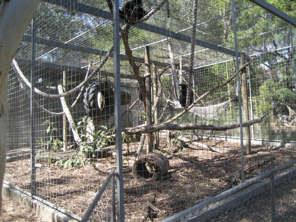 White-handed Gibbon cage