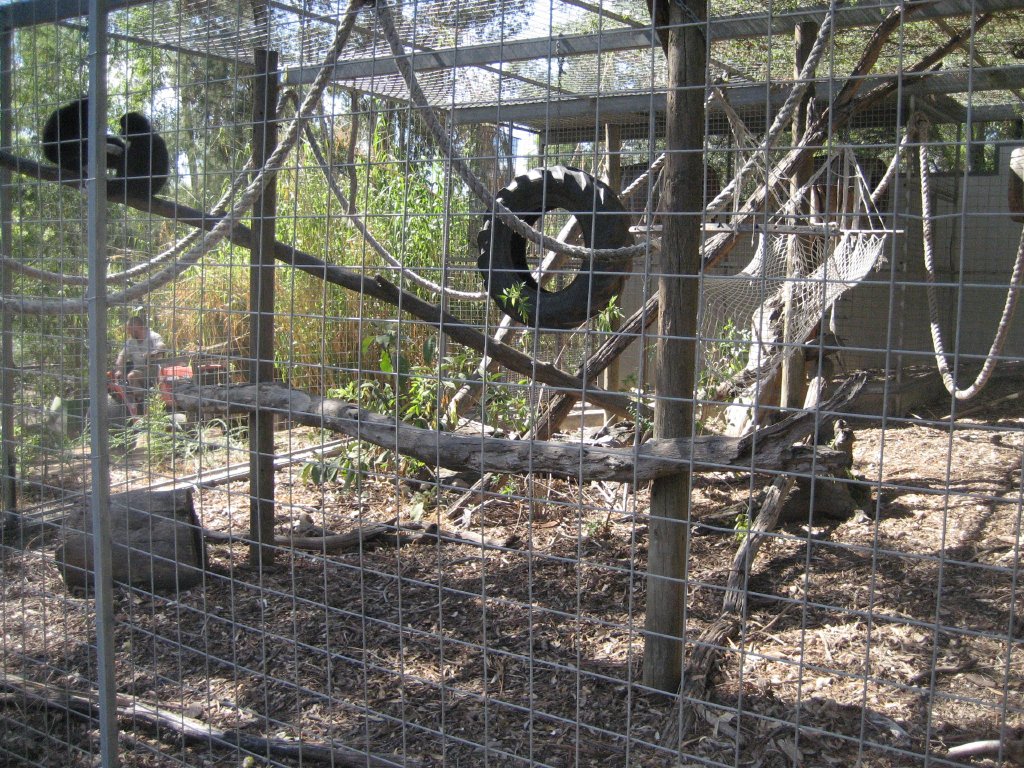 White-handed Gibbon cage