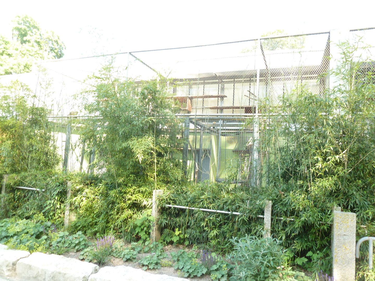 White-handed gibbon cage