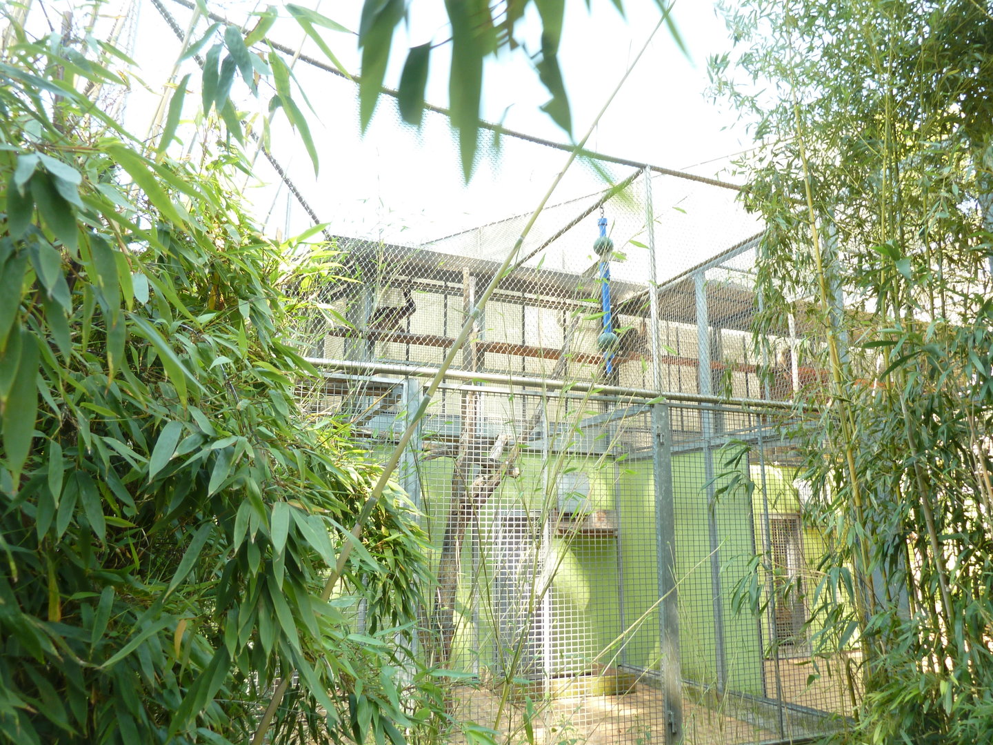 White-handed gibbon cage