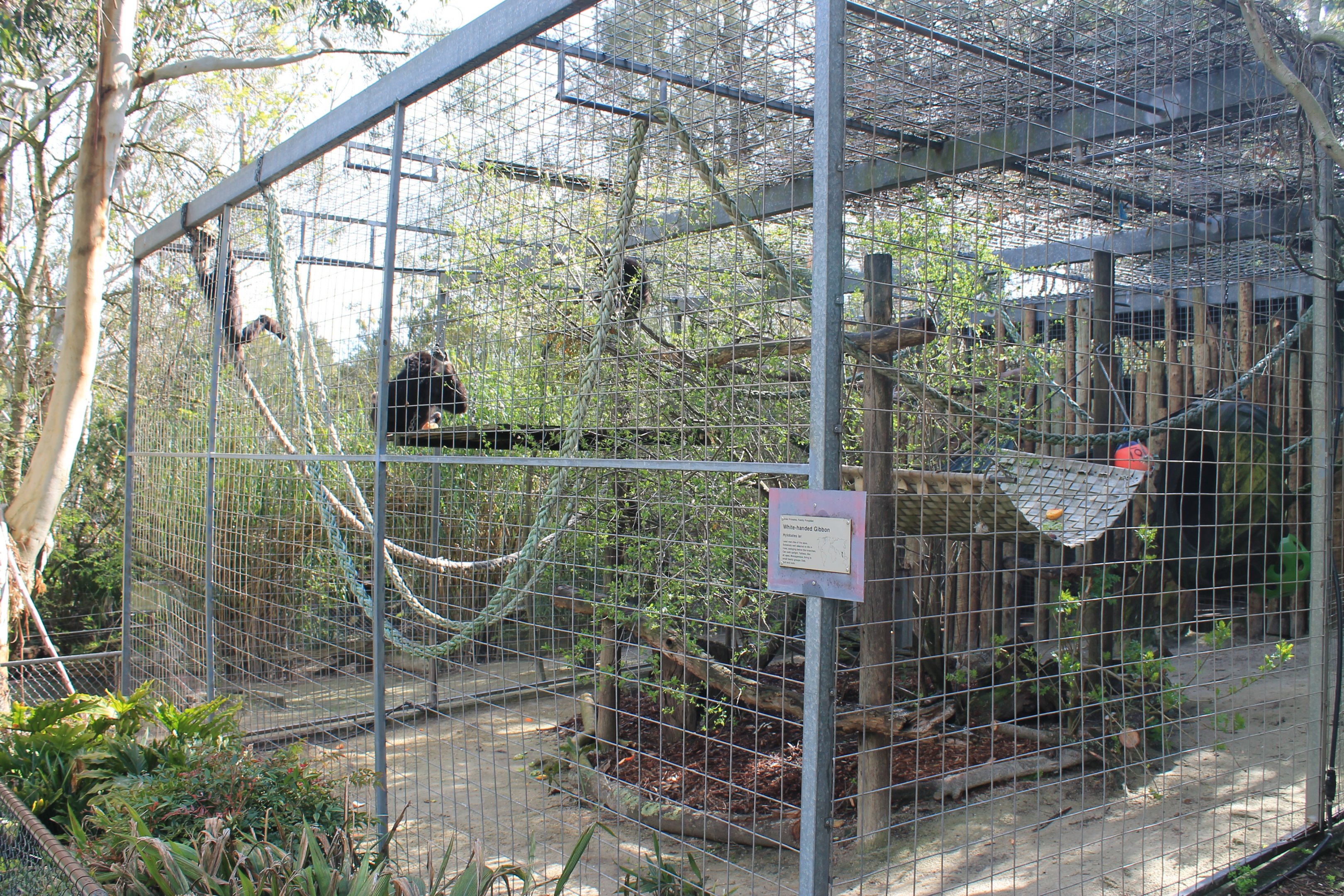 White-handed Gibbon cage