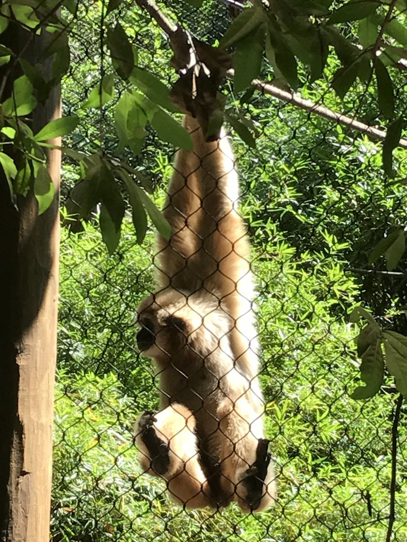 White-handed gibbon (Eddie-male)