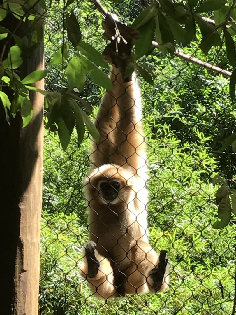 White-handed gibbon (Eddie-male)