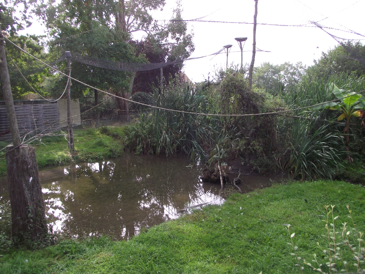 White-handed Gibbon Enclosure
