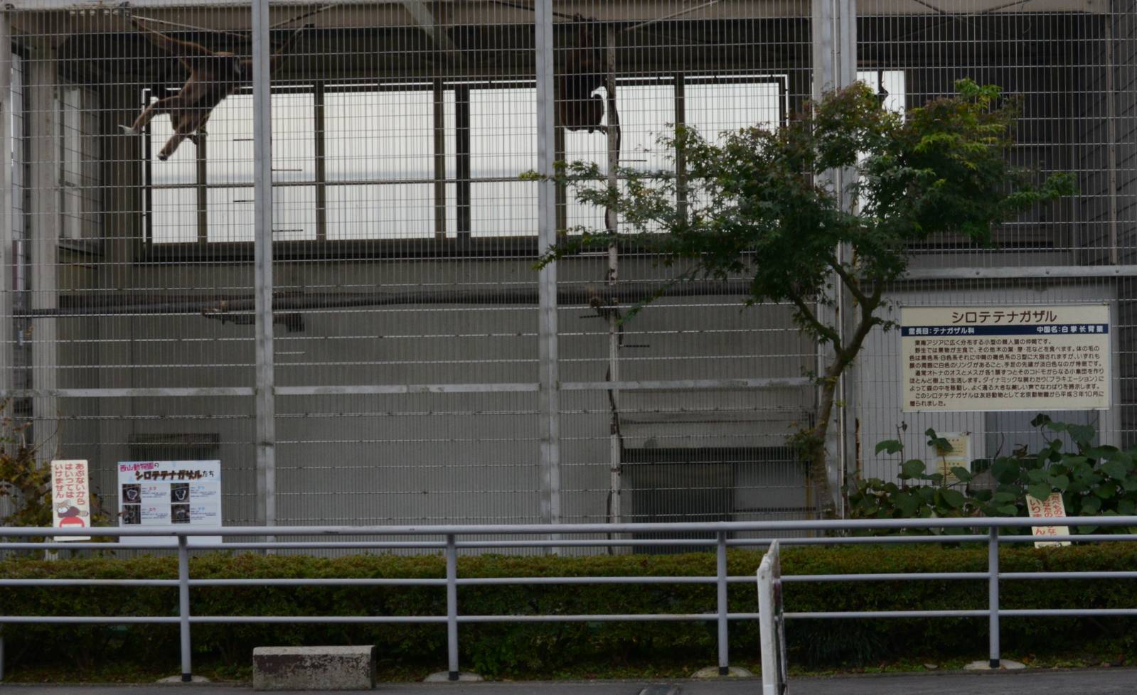 White-handed gibbon enclosure