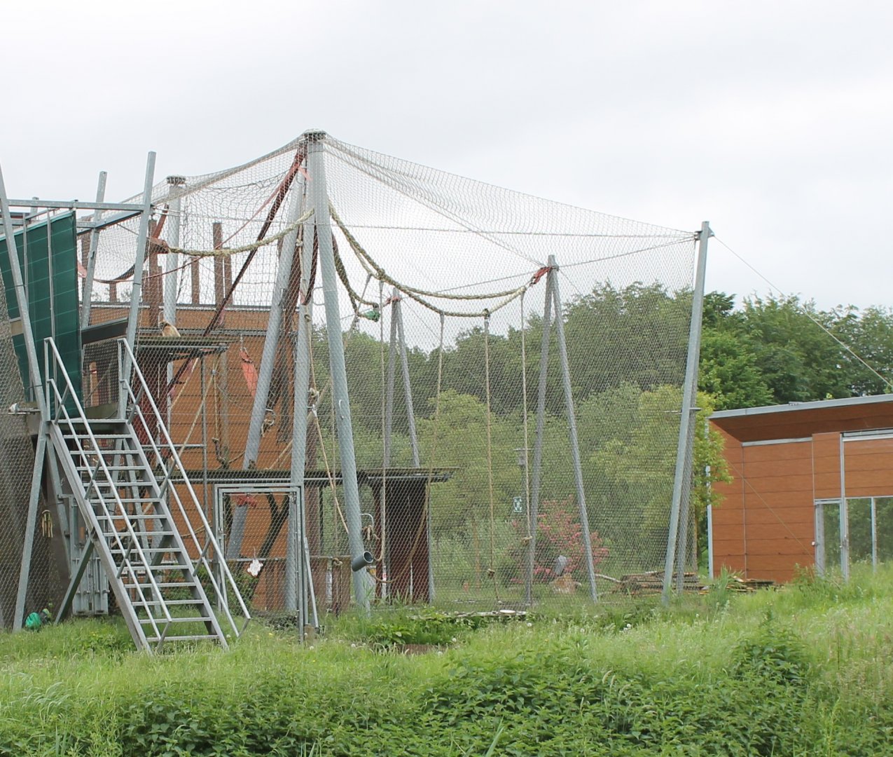 White-handed gibbon-enclosure