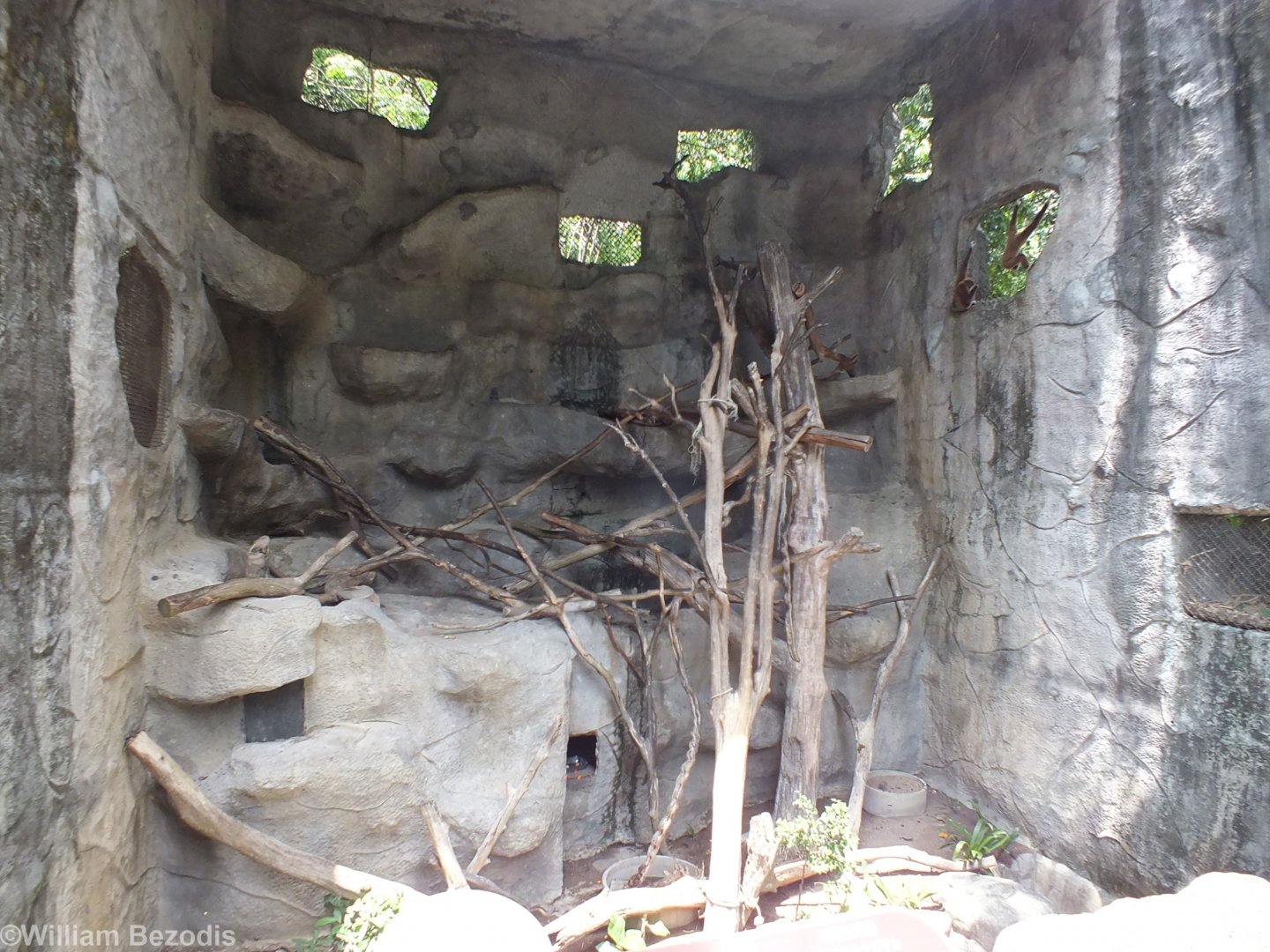 White-handed Gibbon Enclosure