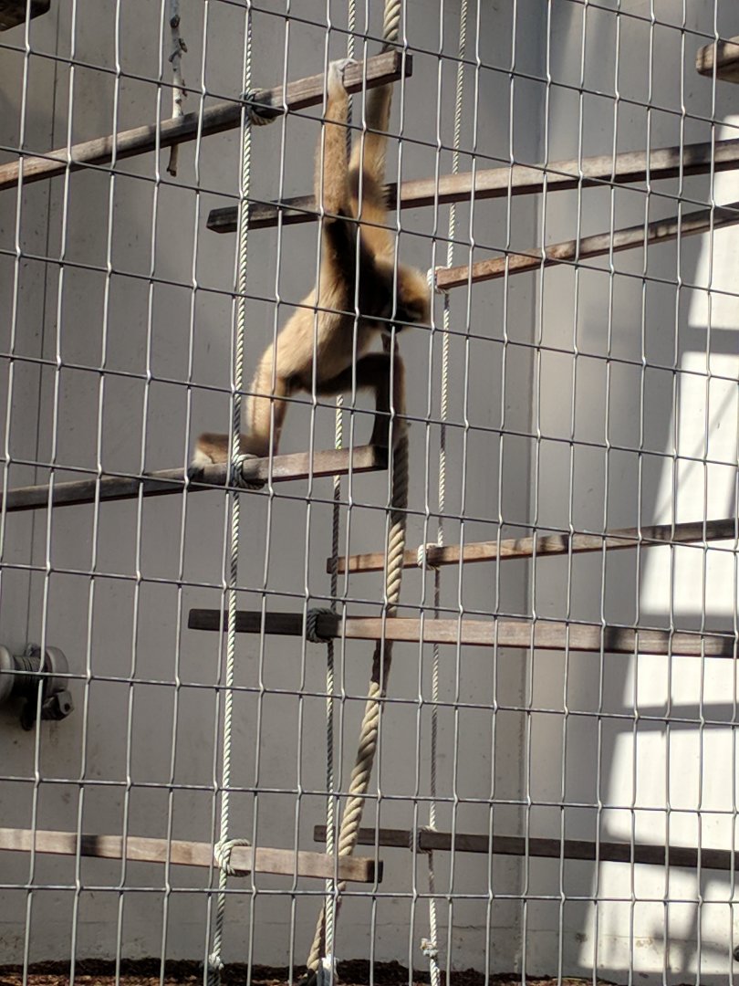 White handed gibbon Enclosure