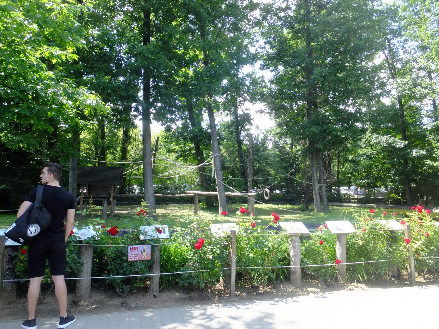 White-handed gibbon enclosure