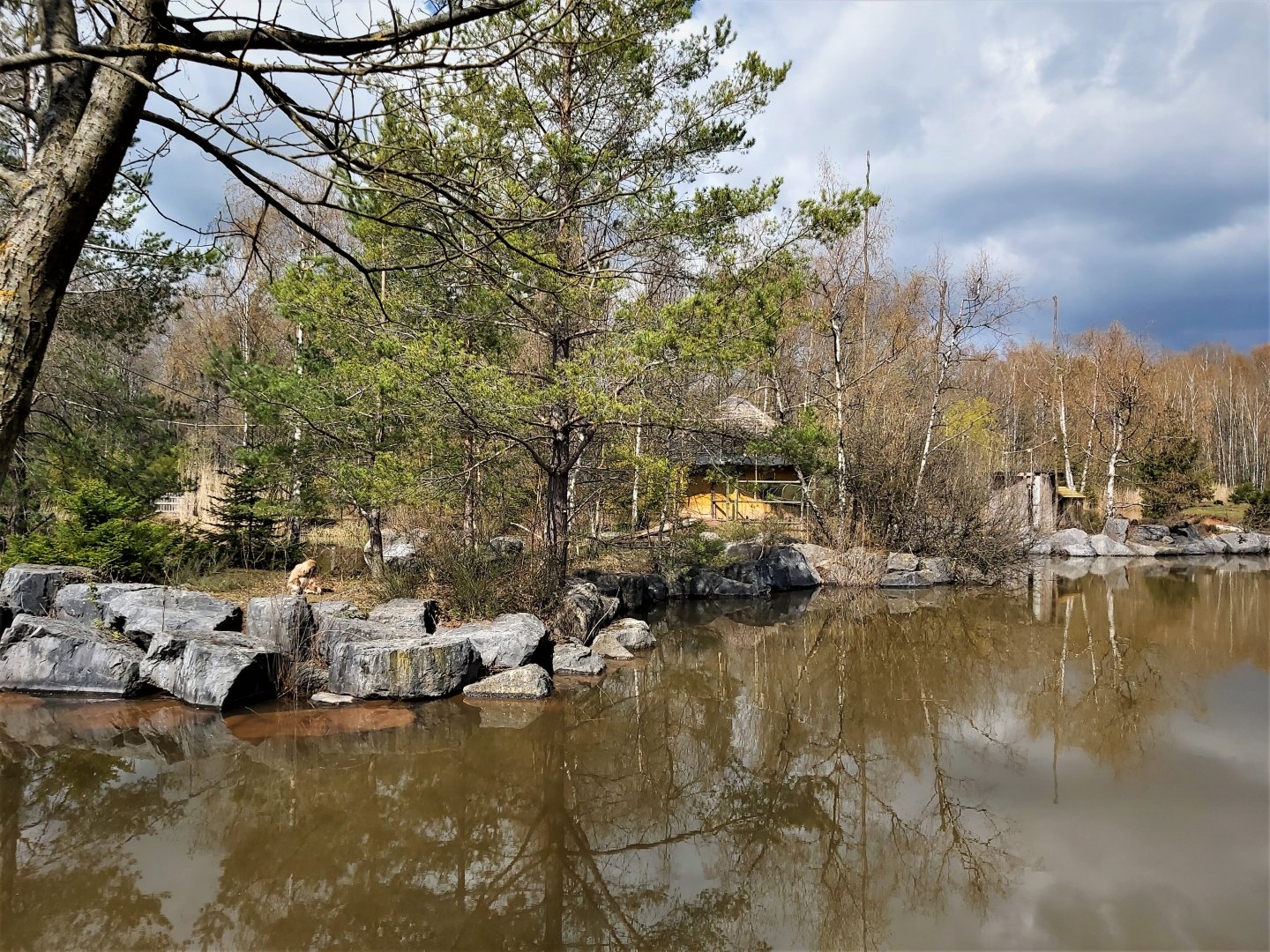 White-handed gibbon enclosure