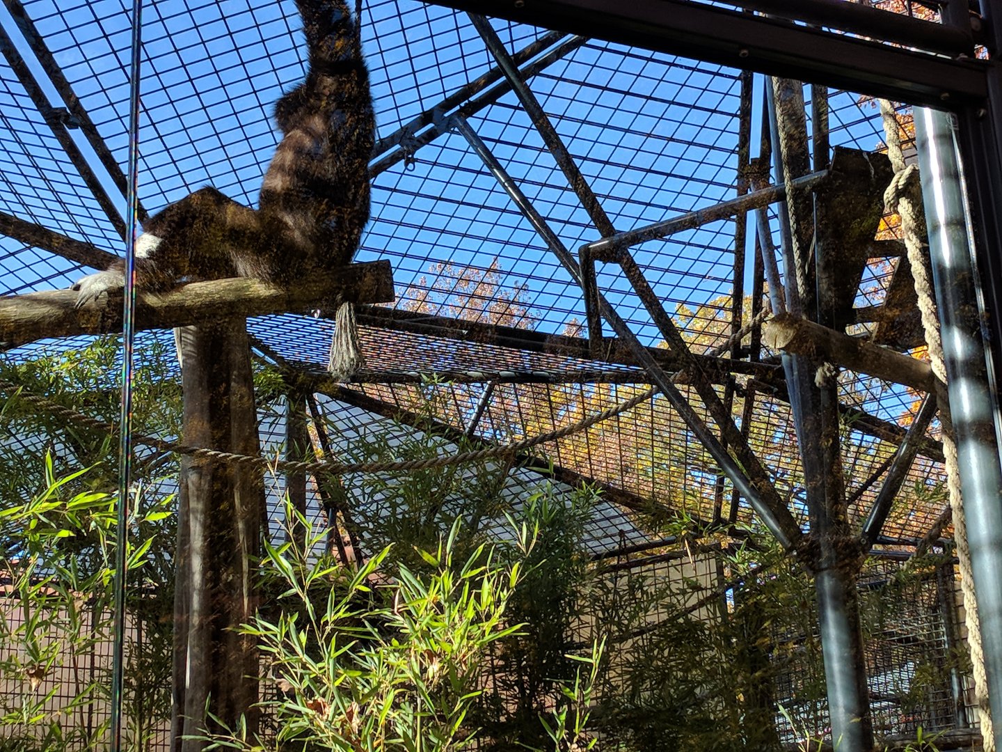 White handed Gibbon Enclosure
