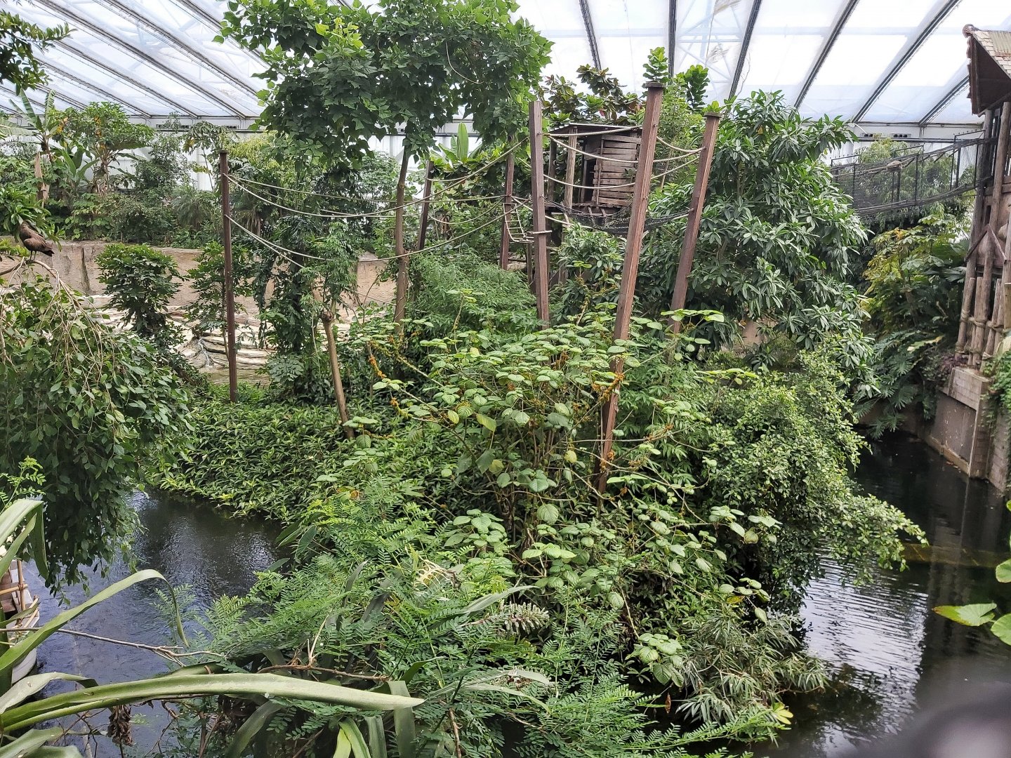 White-handed gibbon enclosure