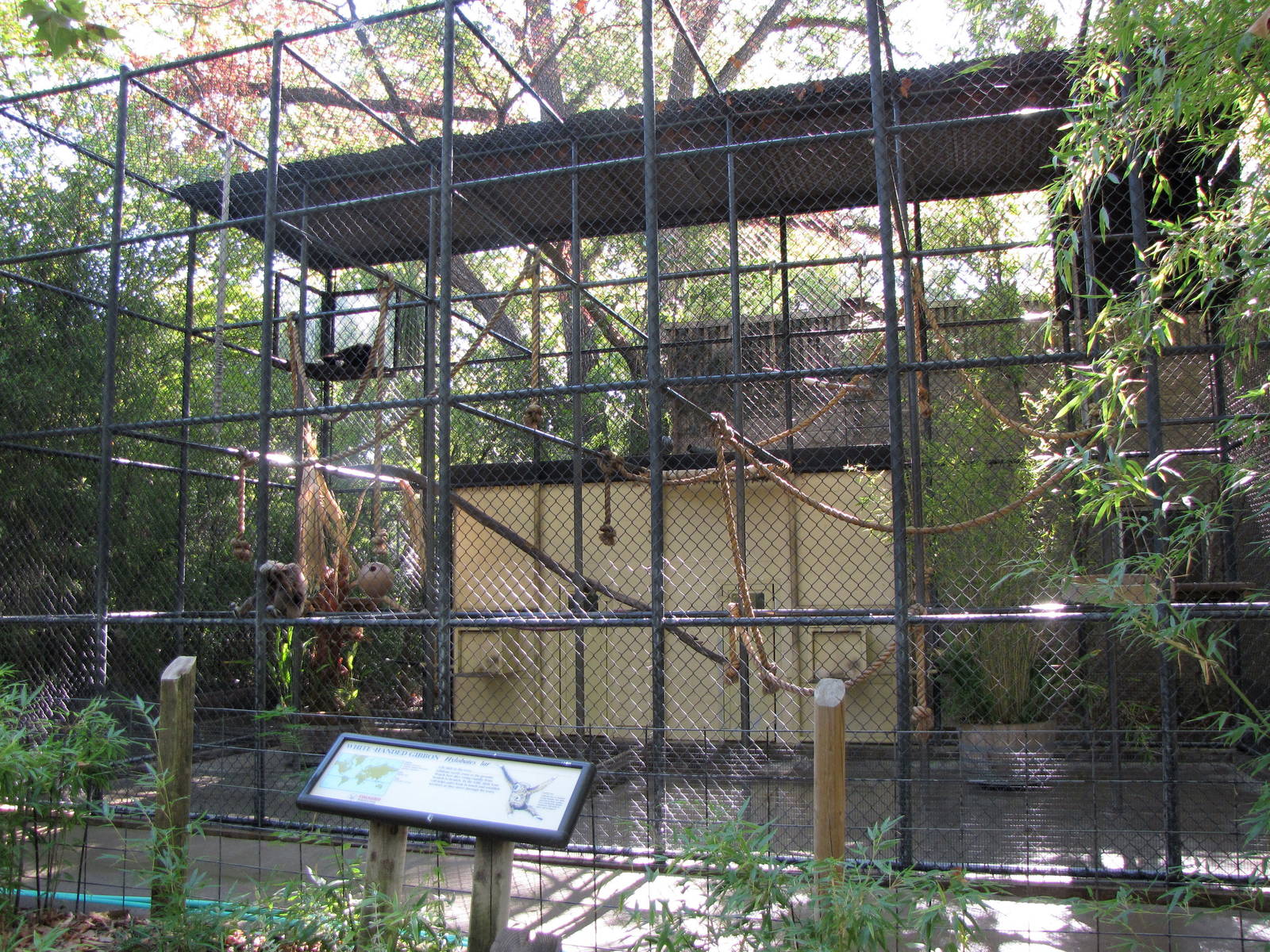 White-handed Gibbon Enclosure