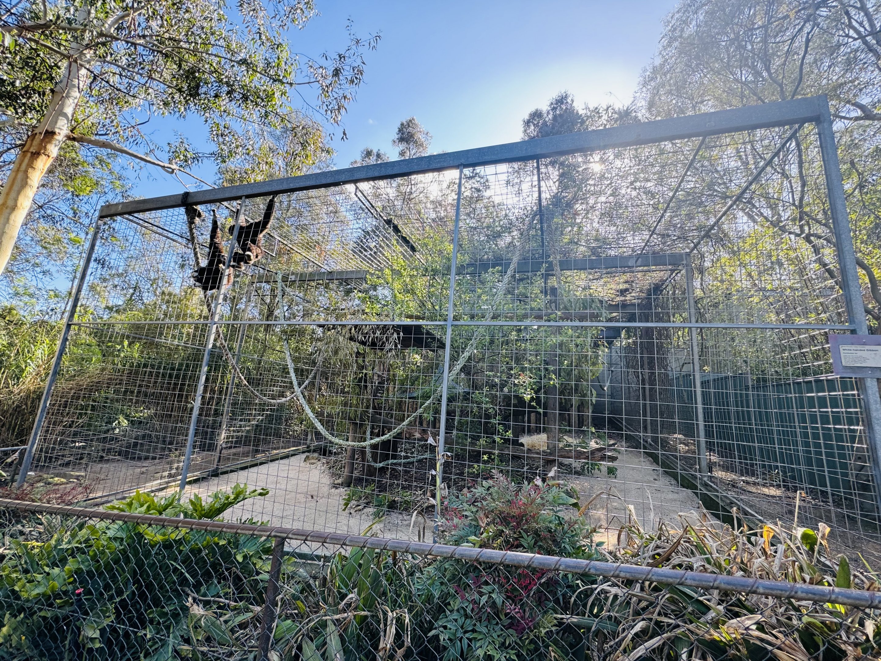 White-handed gibbon enclosure