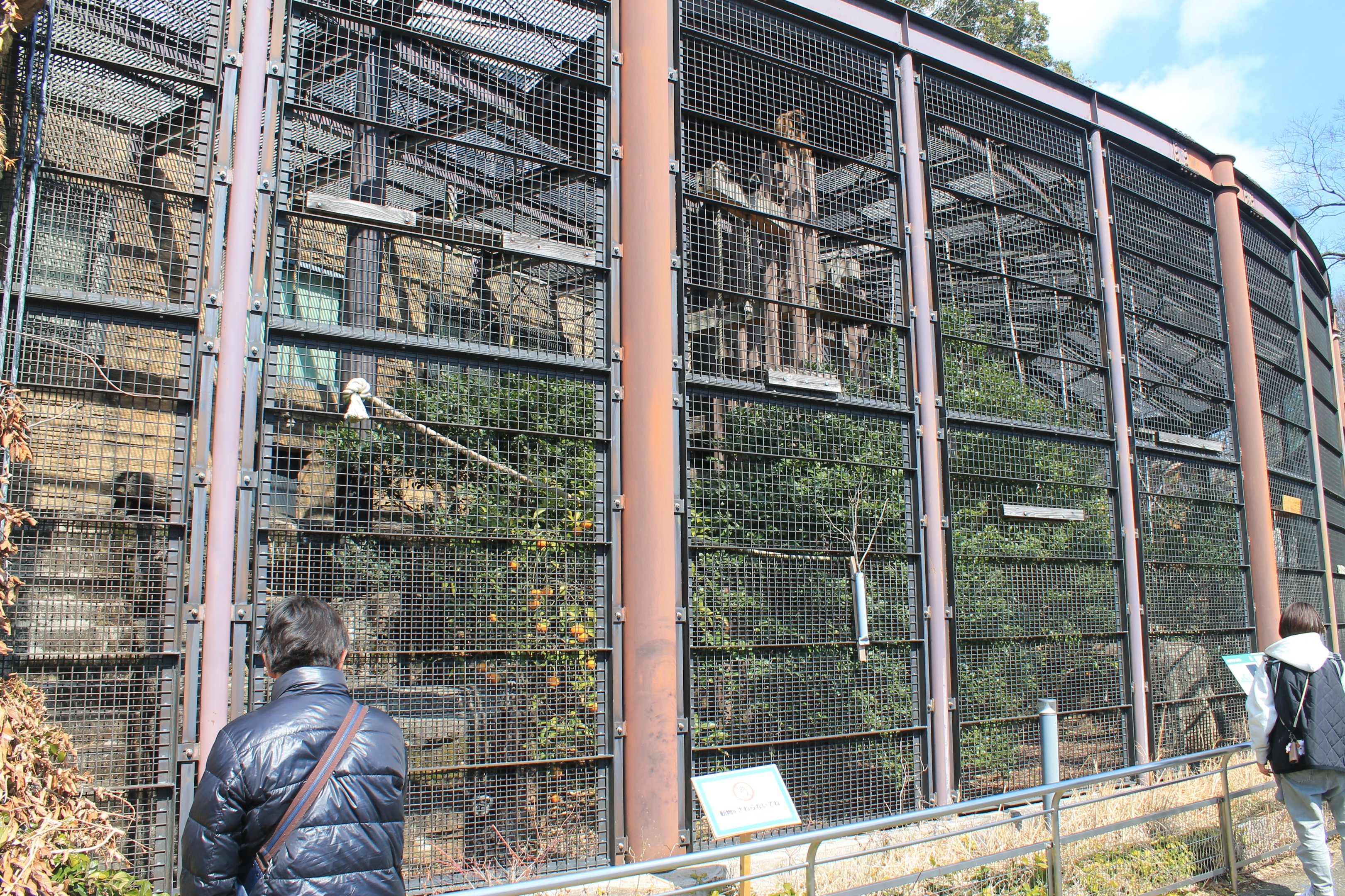 White-handed Gibbon enclosure