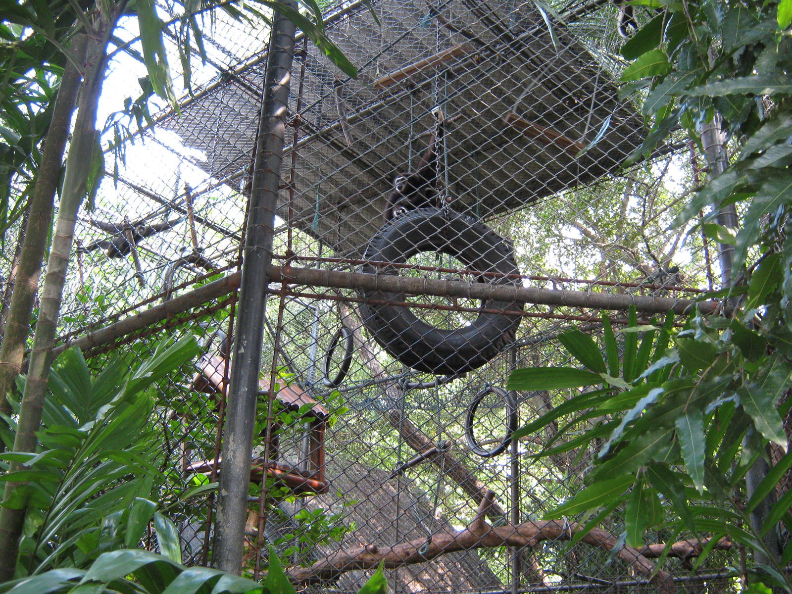 white-handed gibbon enclosure