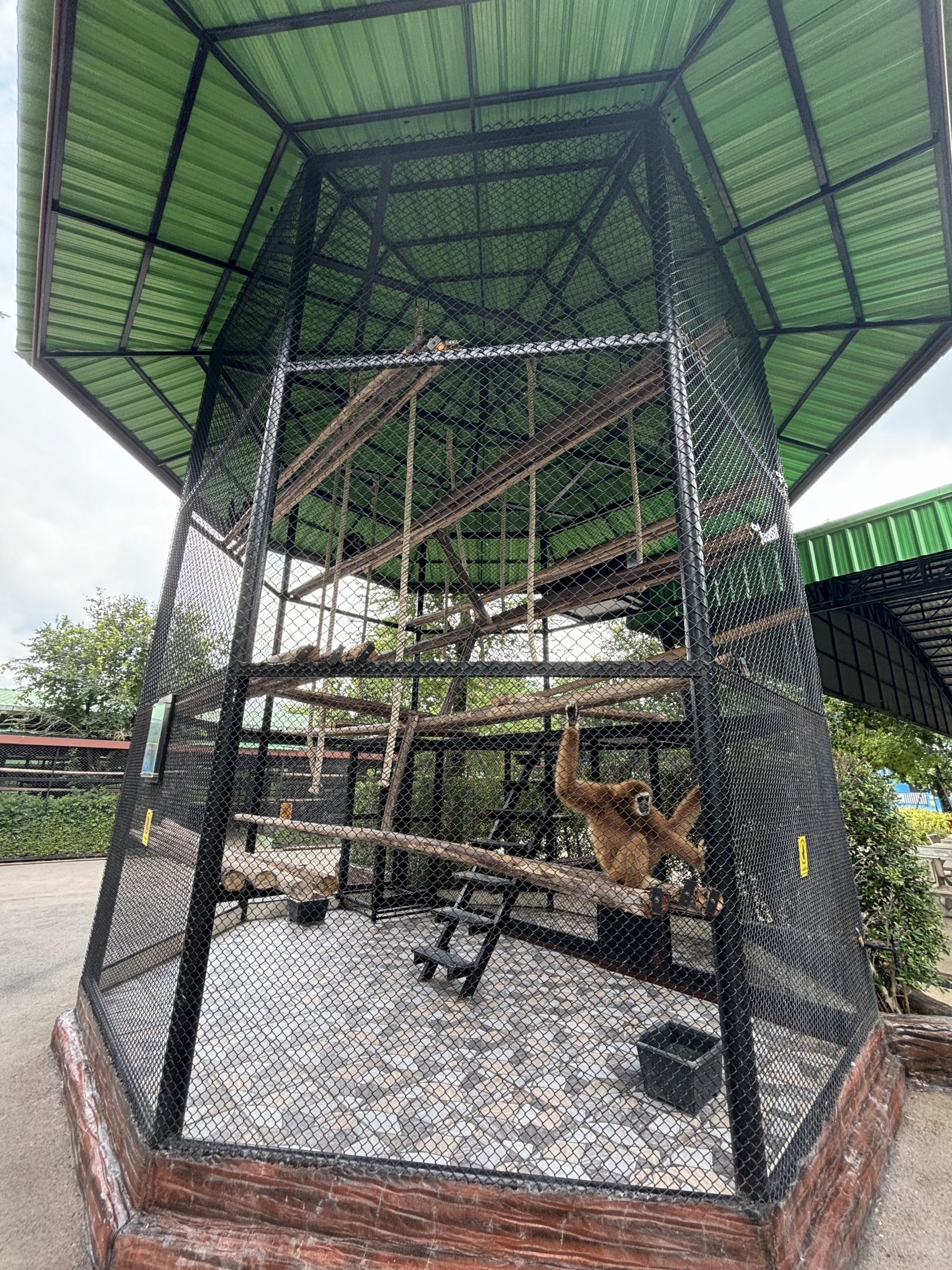 White-handed Gibbon Exhibit #1 - Lion Park