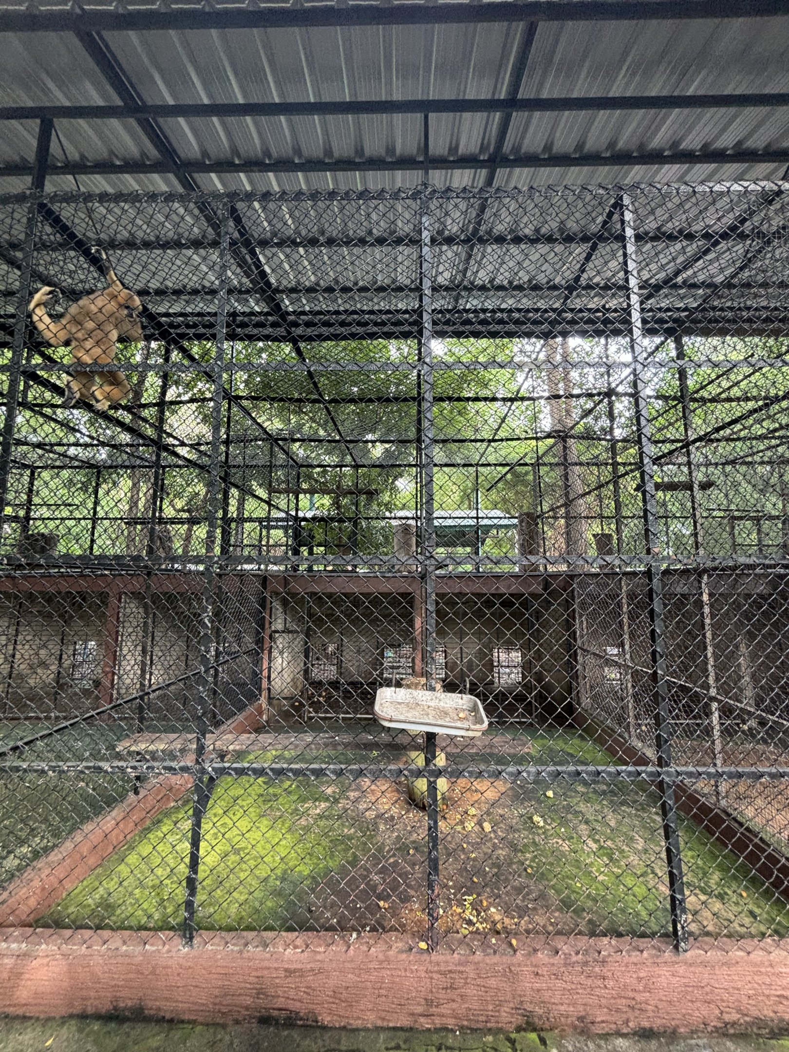 White-handed Gibbon Exhibit #1 - Lopburi Zoo
