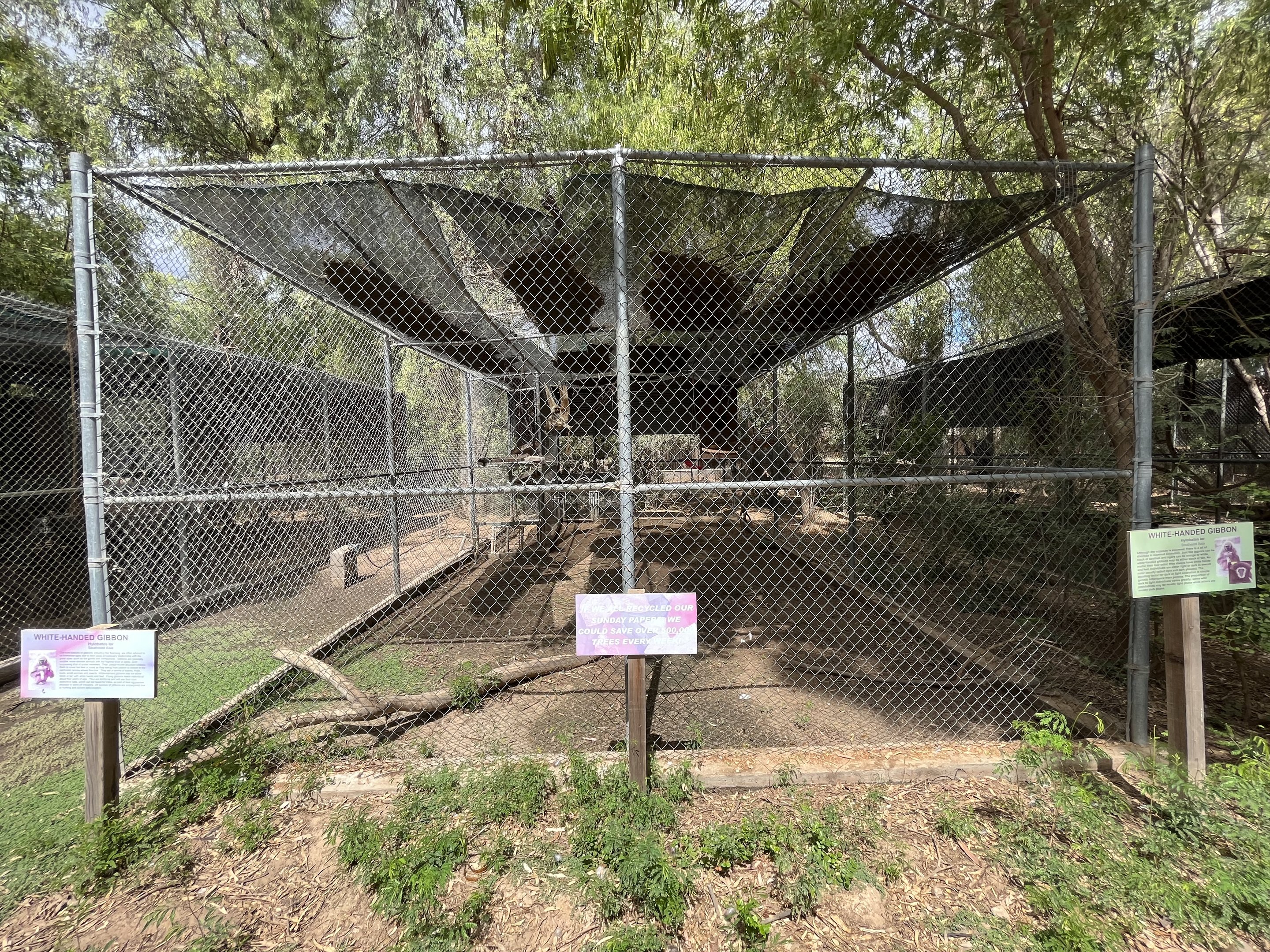 White-handed Gibbon Exhibit #1