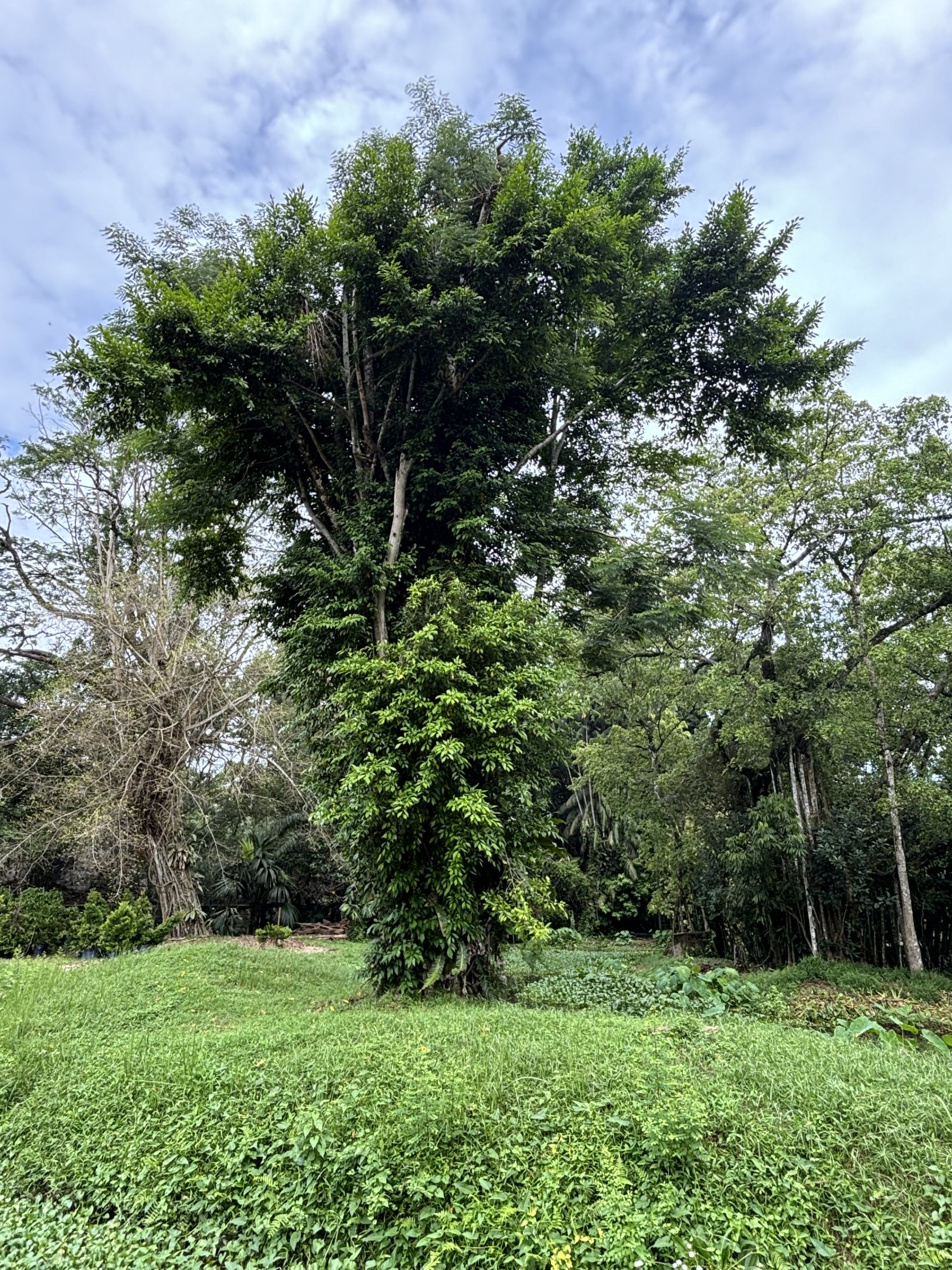 White-handed Gibbon Exhibit #1