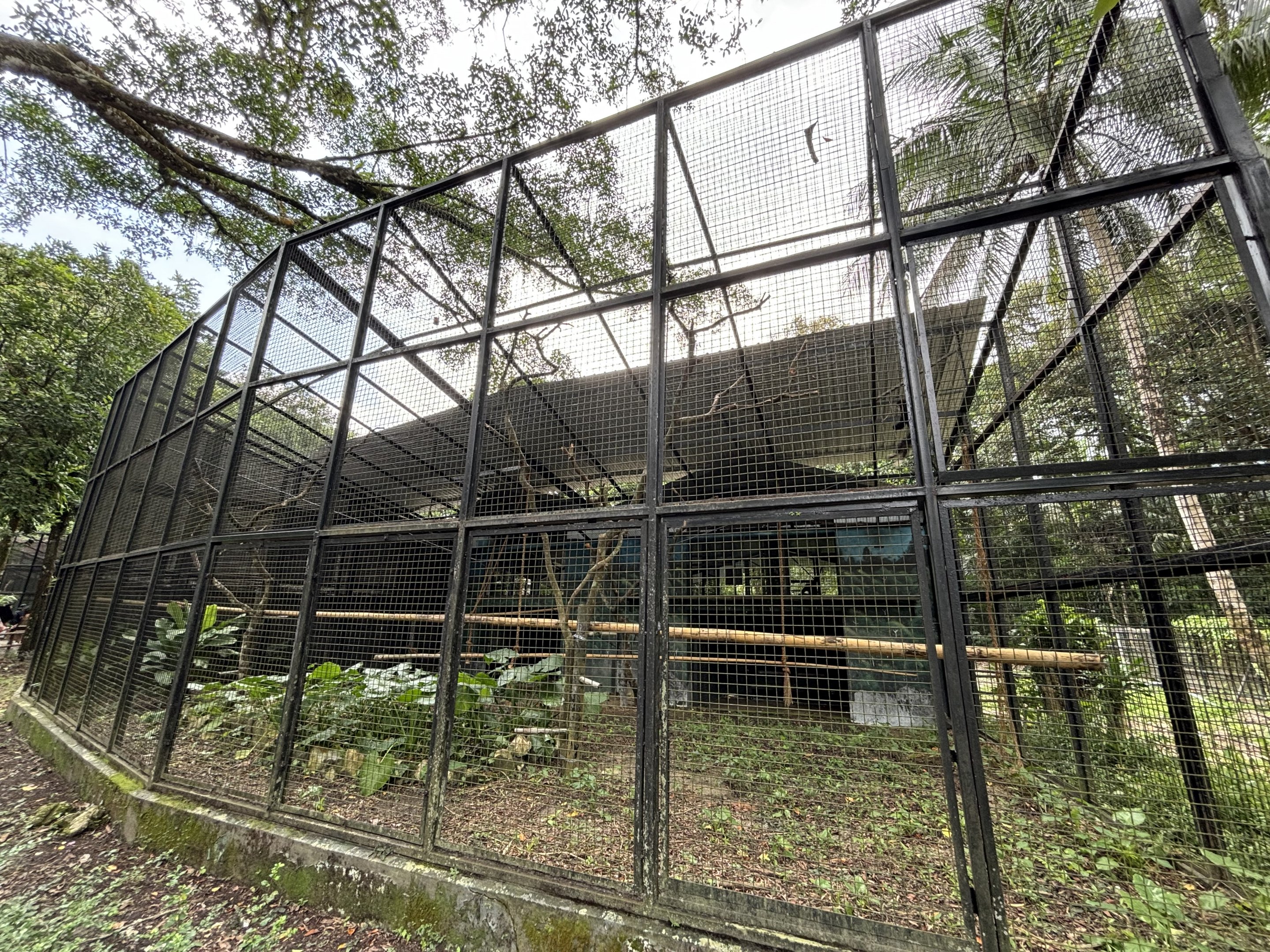 White-handed Gibbon Exhibit #1