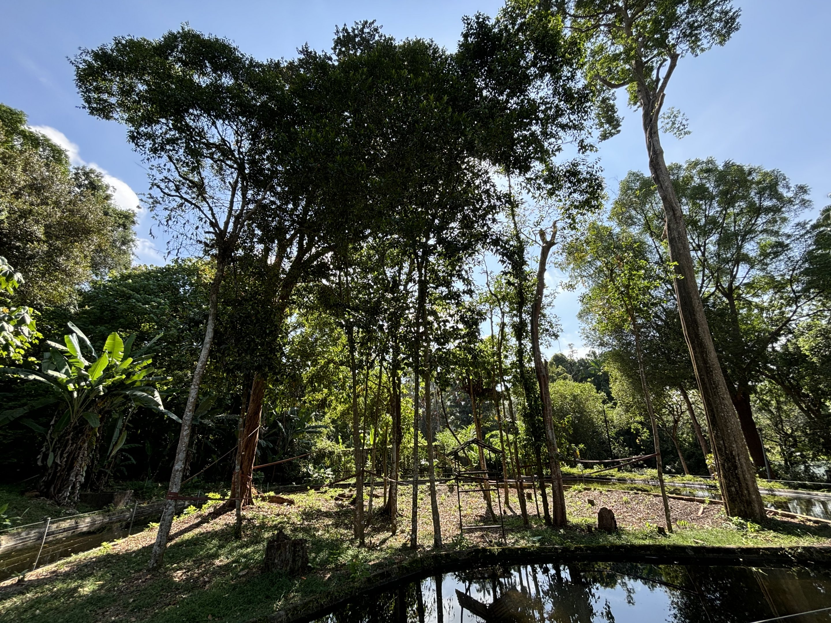 White-handed Gibbon Exhibit #1