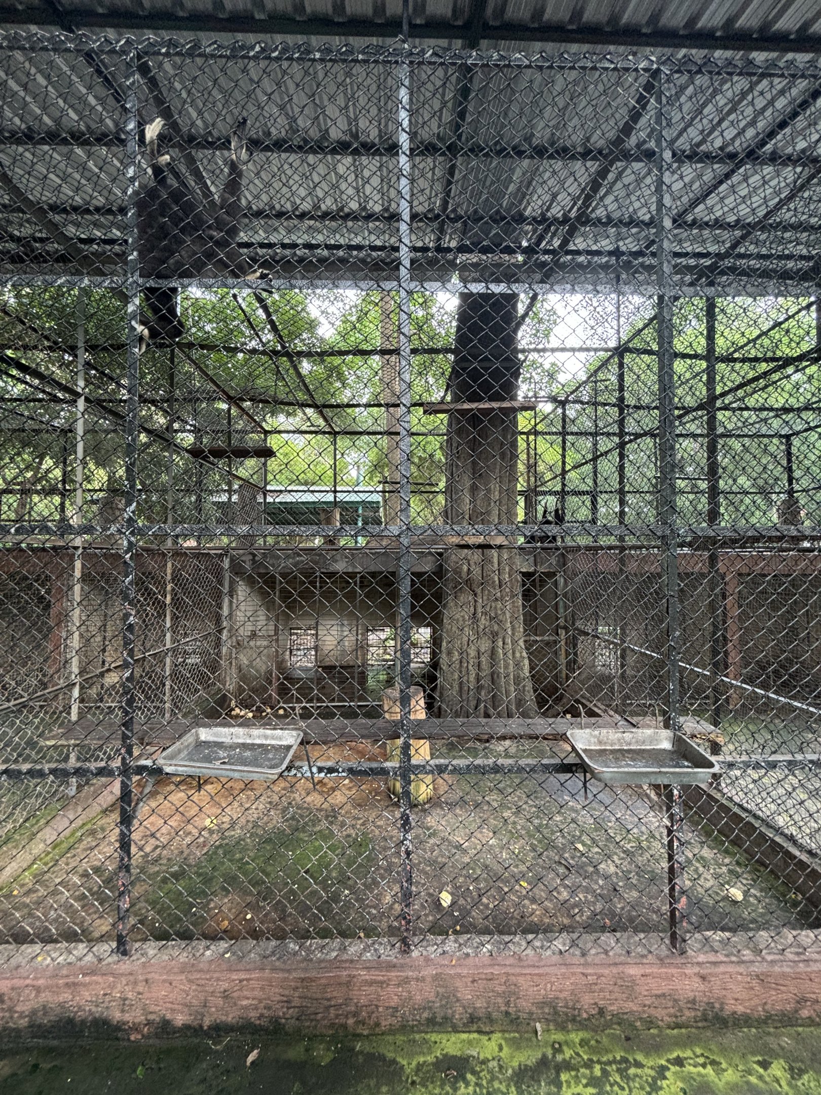 White-handed Gibbon Exhibit #2 - Lopburi Zoo