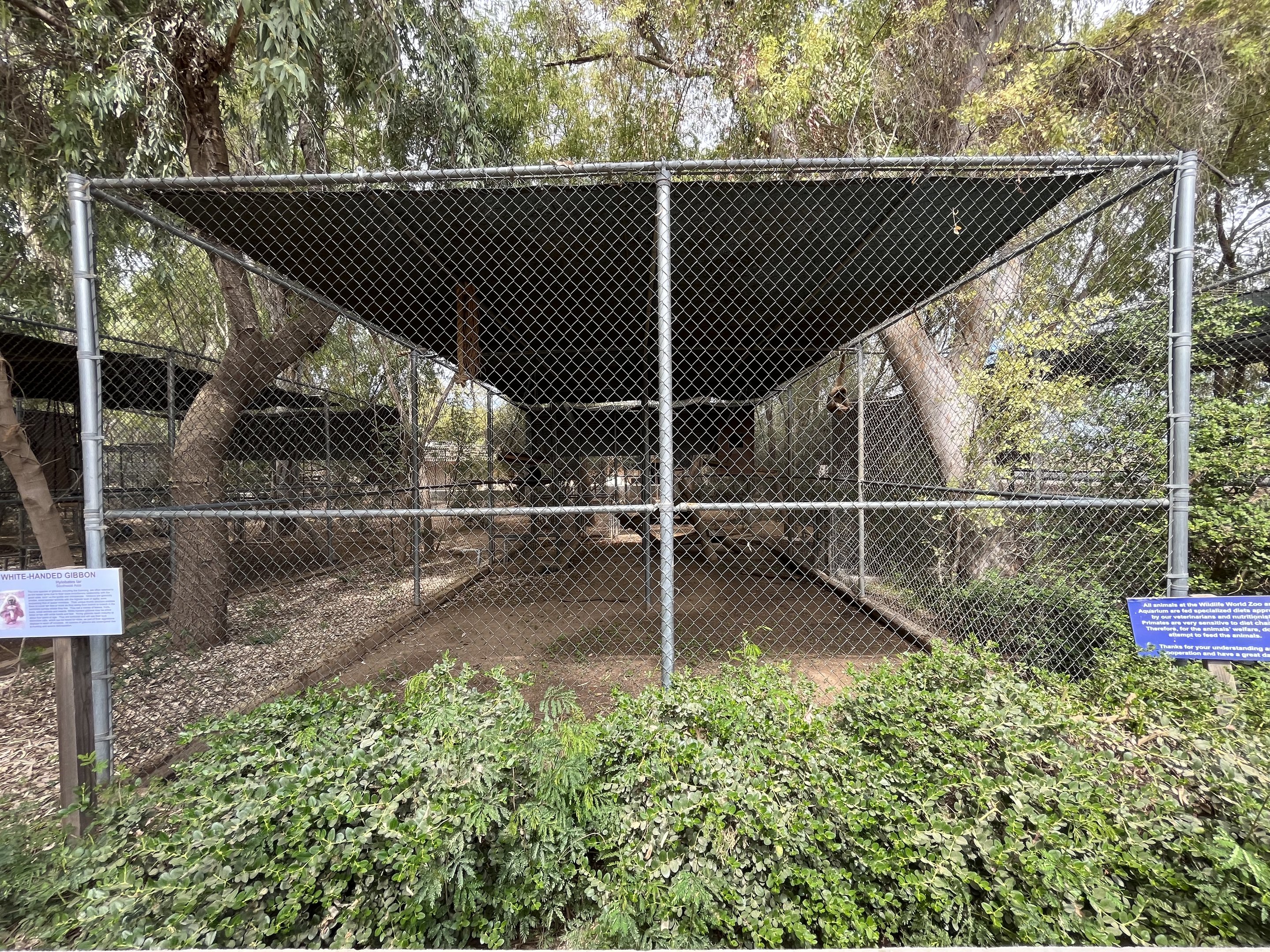 White-handed Gibbon Exhibit #2