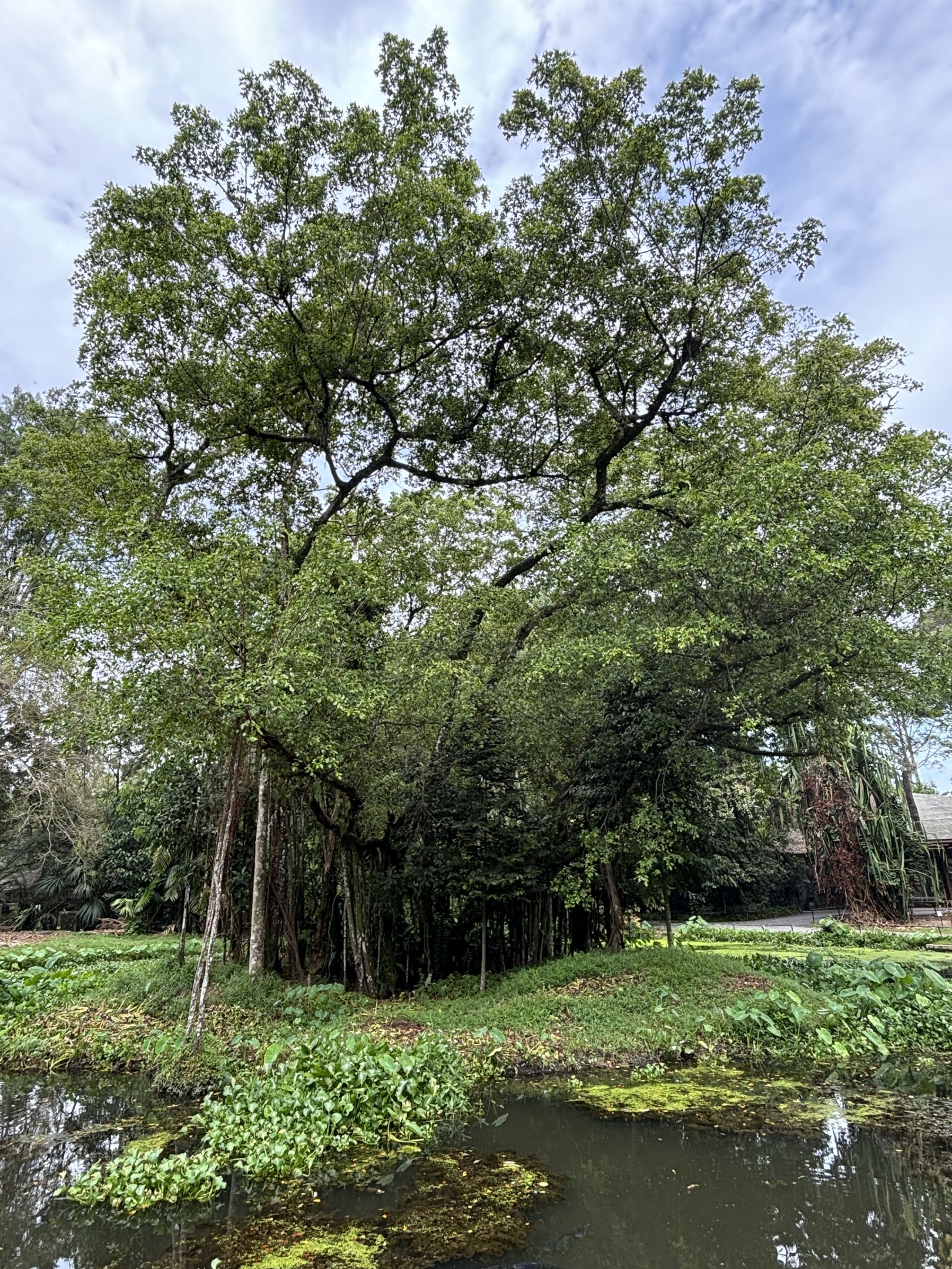 White-handed Gibbon Exhibit #2