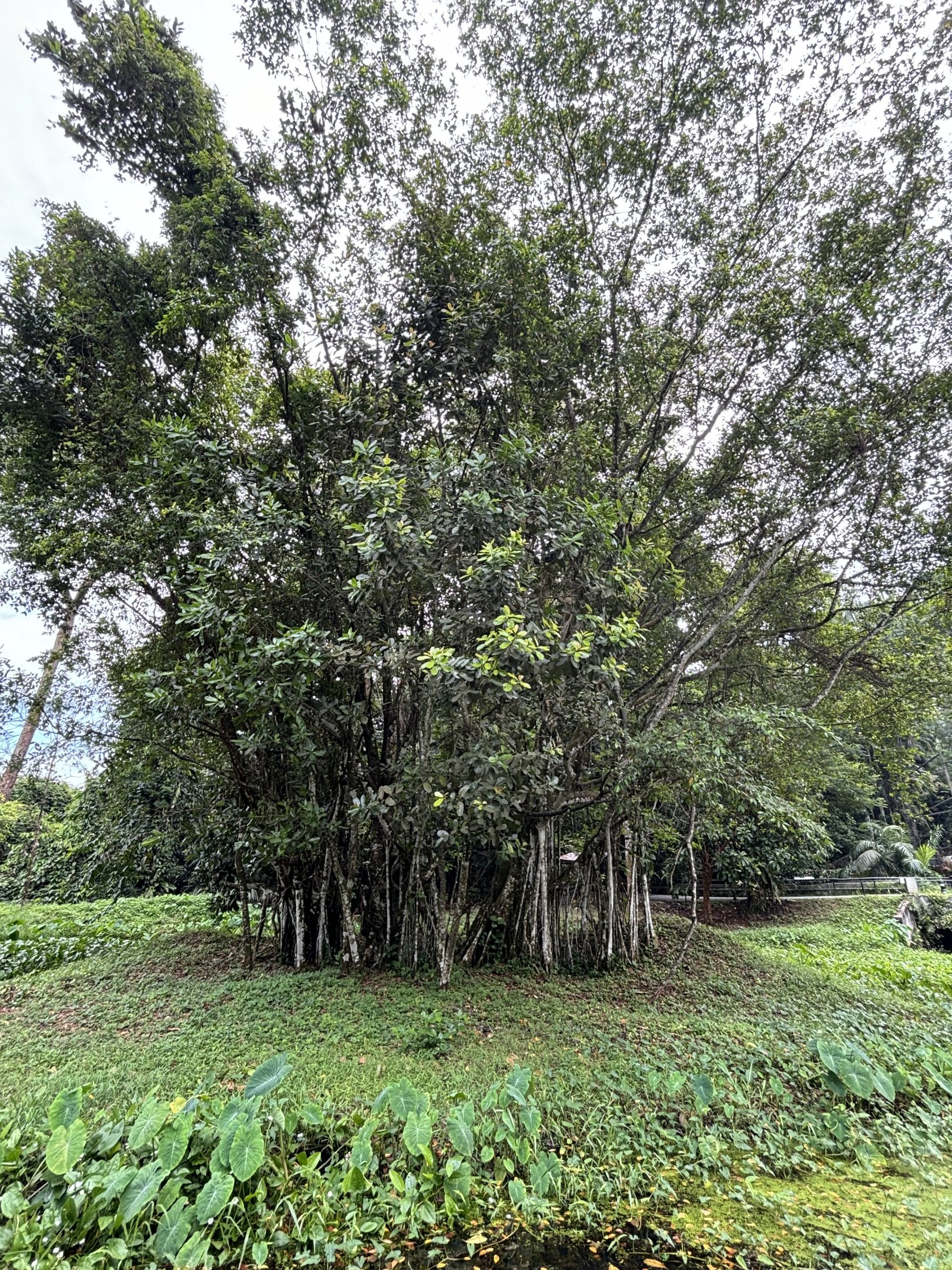 White-handed Gibbon Exhibit #2