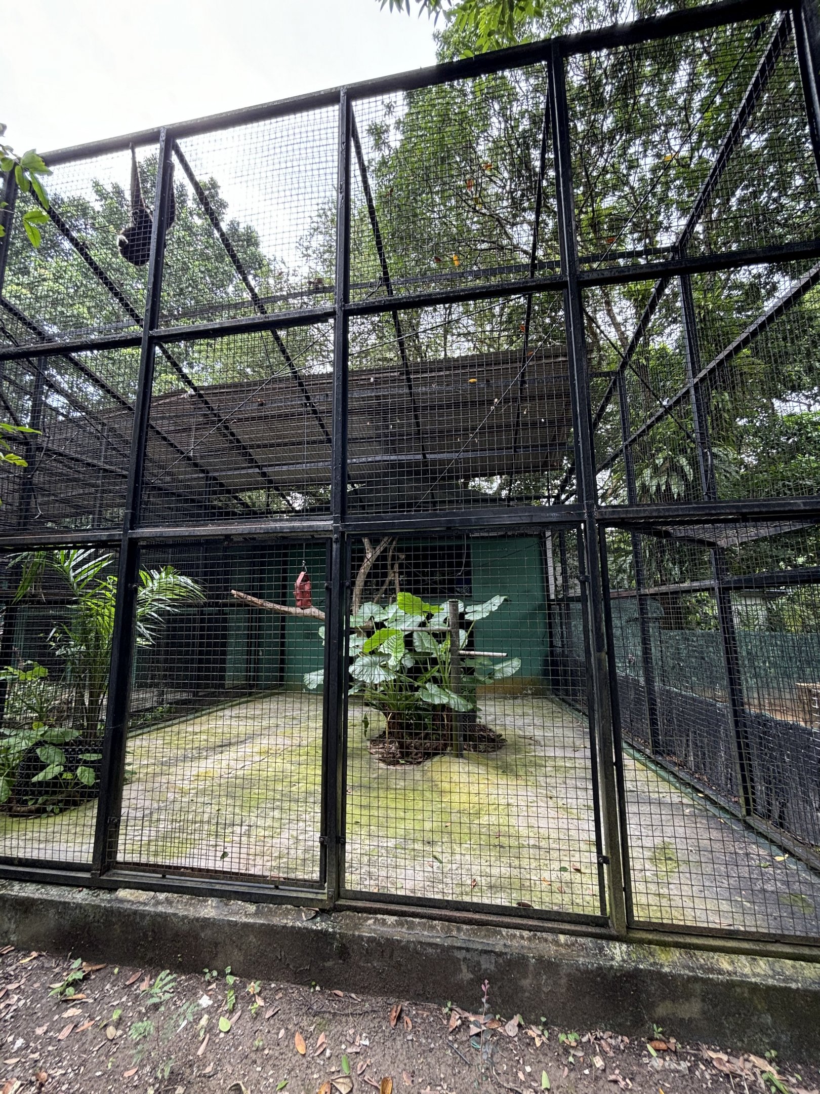 White-handed Gibbon Exhibit #2