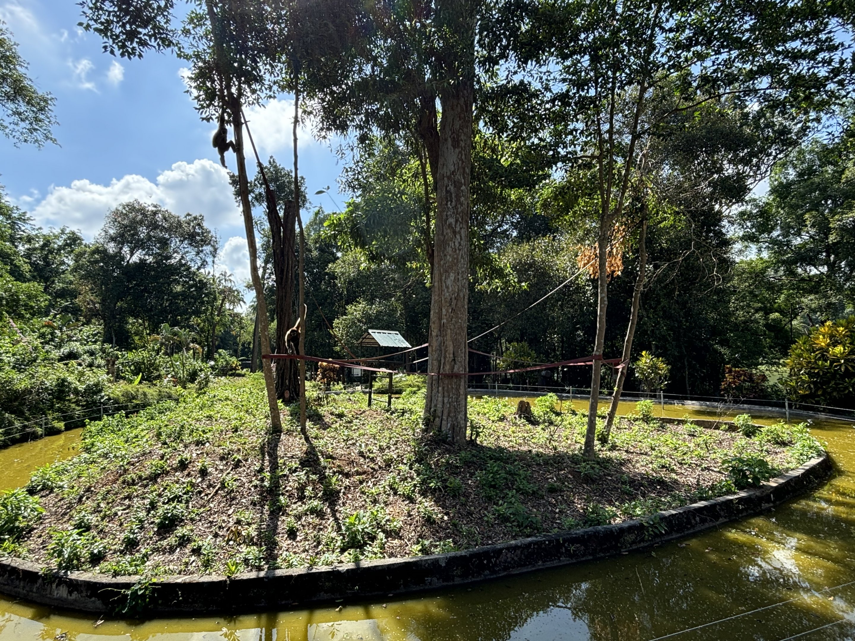 White-handed Gibbon Exhibit #2