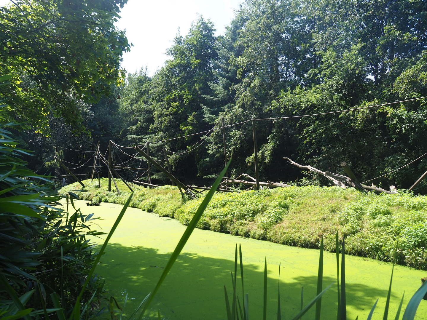 White-handed gibbon exhibit, 2019-08-04