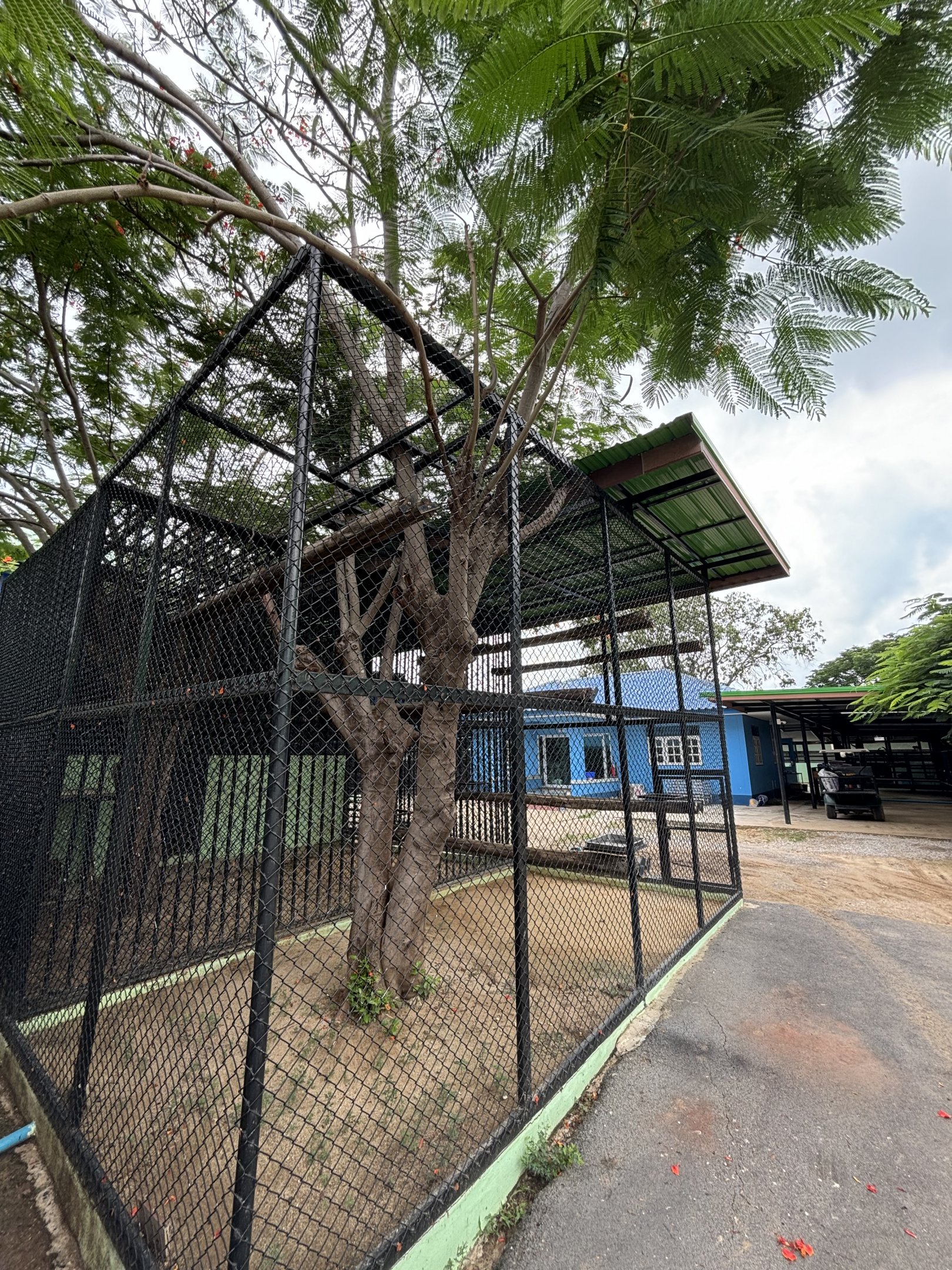 White-handed Gibbon Exhibit #3 - Lion Park