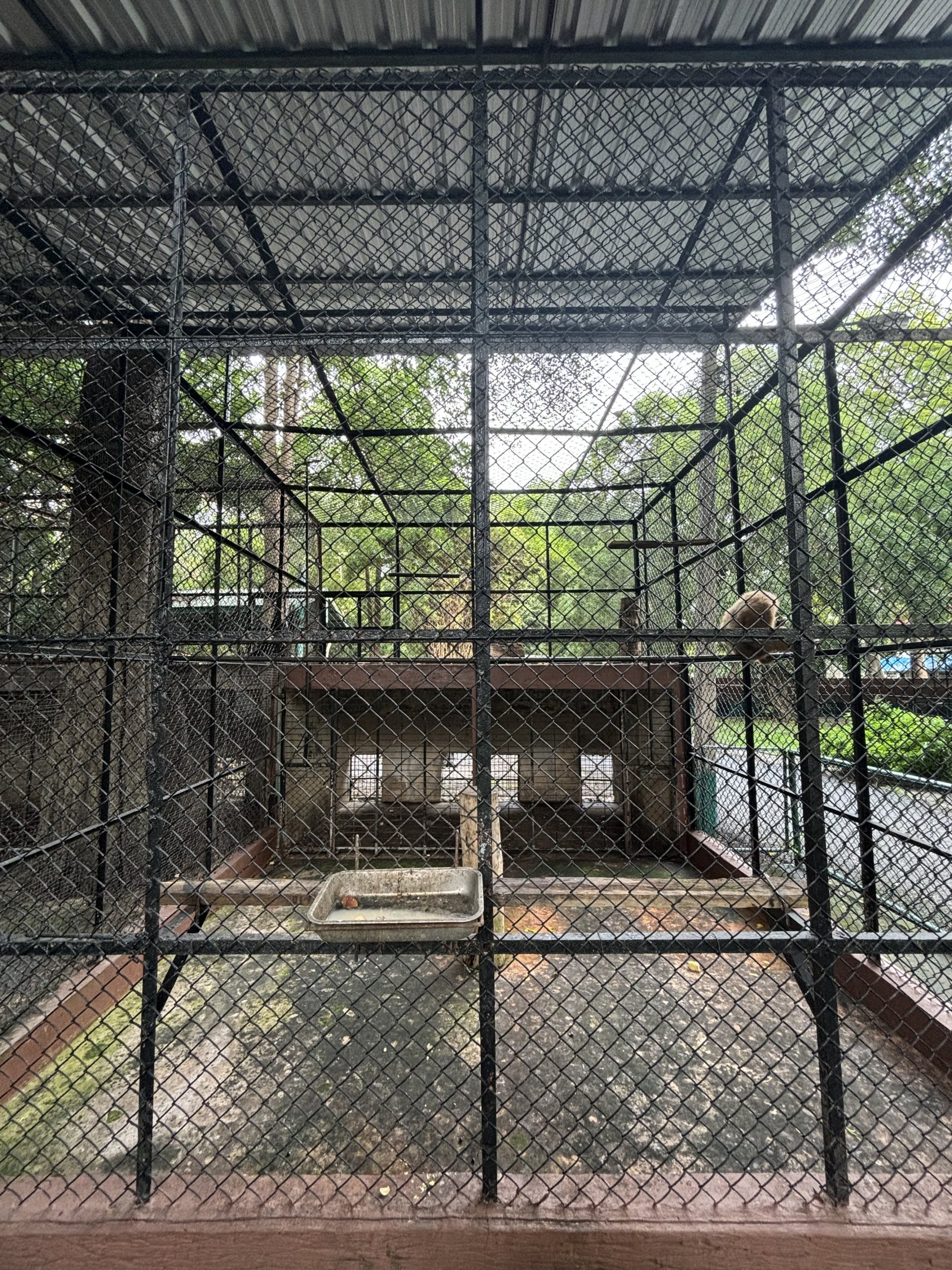 White-handed Gibbon Exhibit #3 - Lopburi Zoo