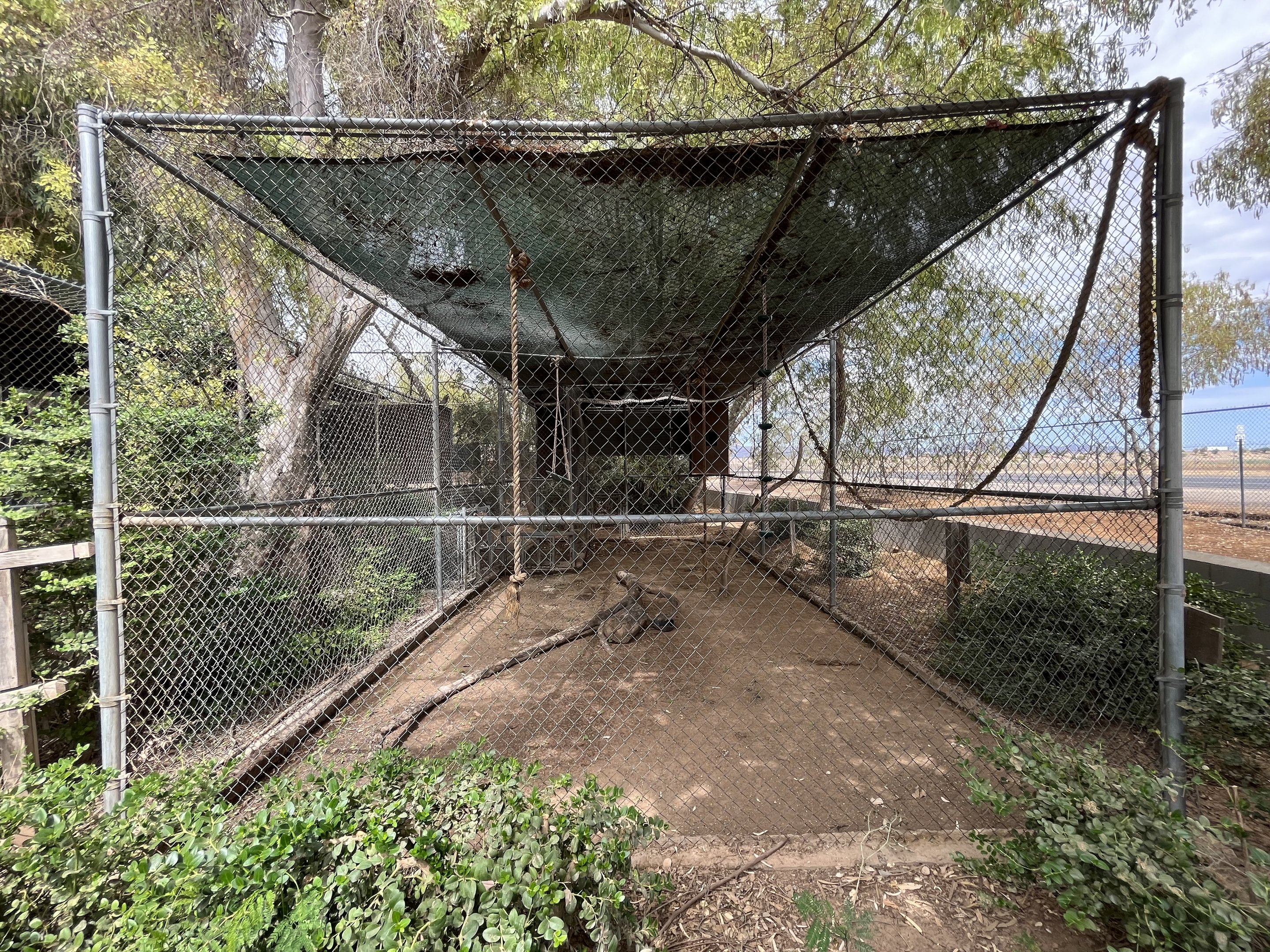 White-handed Gibbon Exhibit #3