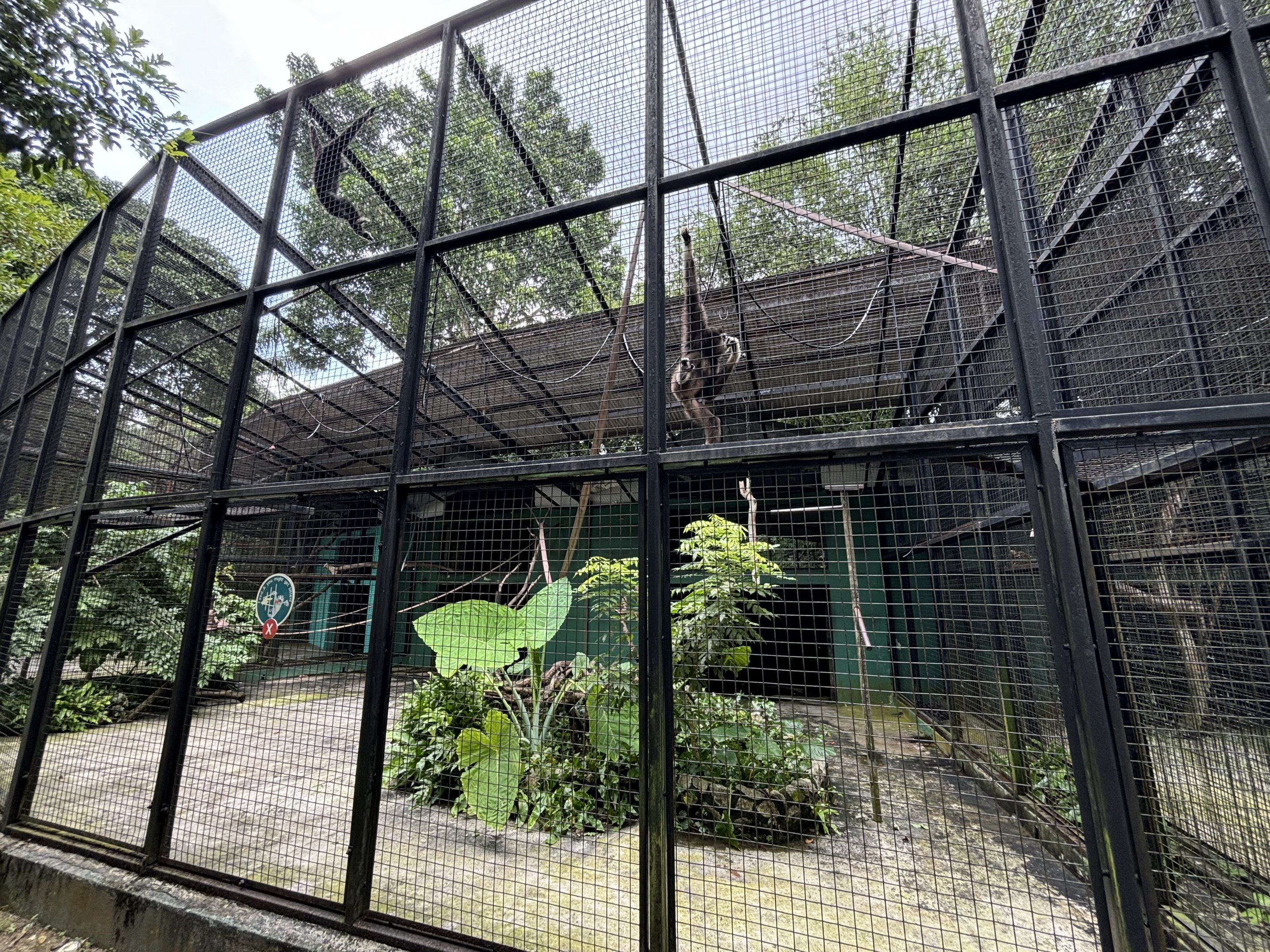 White-handed Gibbon Exhibit #3