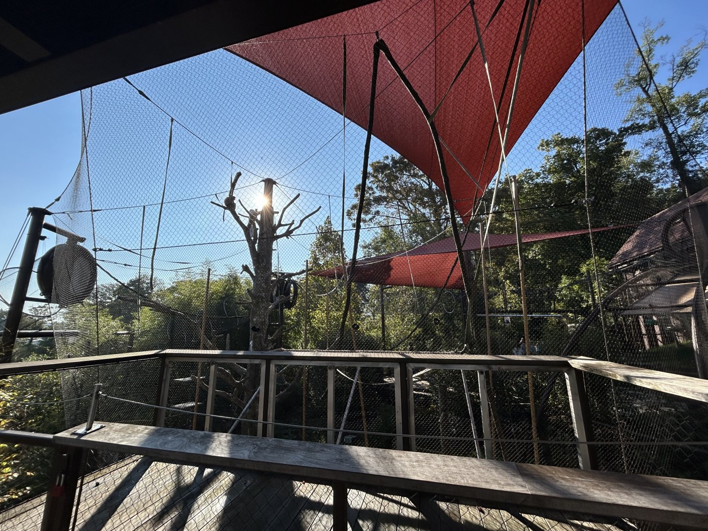 White-handed Gibbon Exhibit - Asian Trek