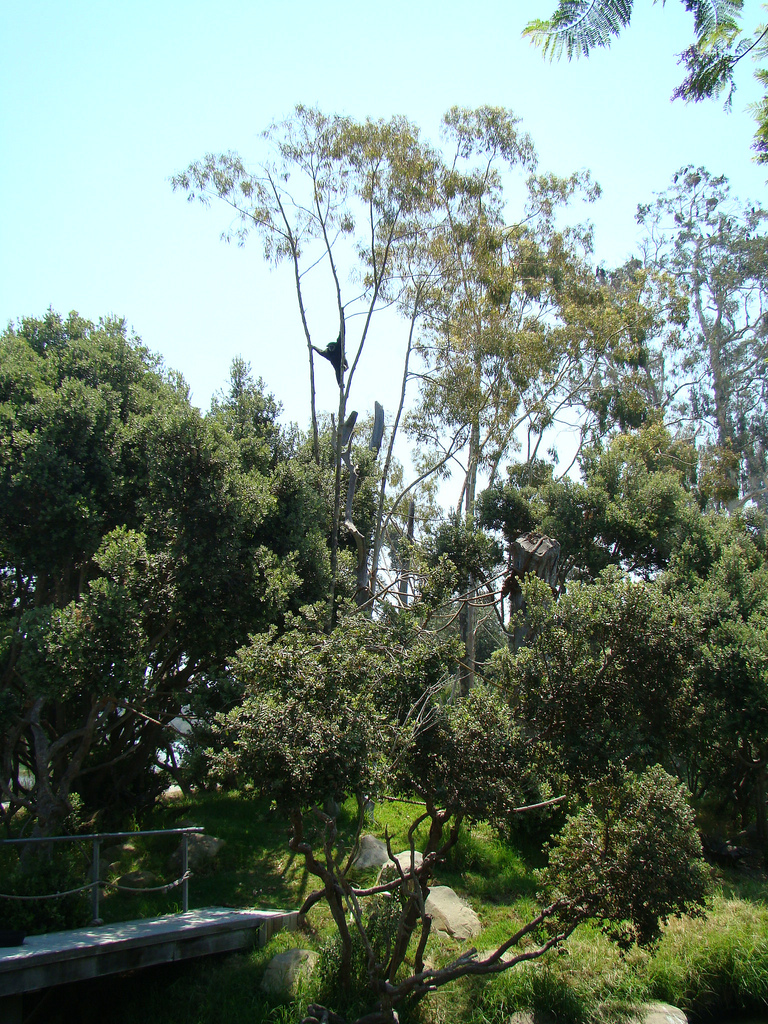 White-handed Gibbon exhibit at the Santa Barbara Zoo