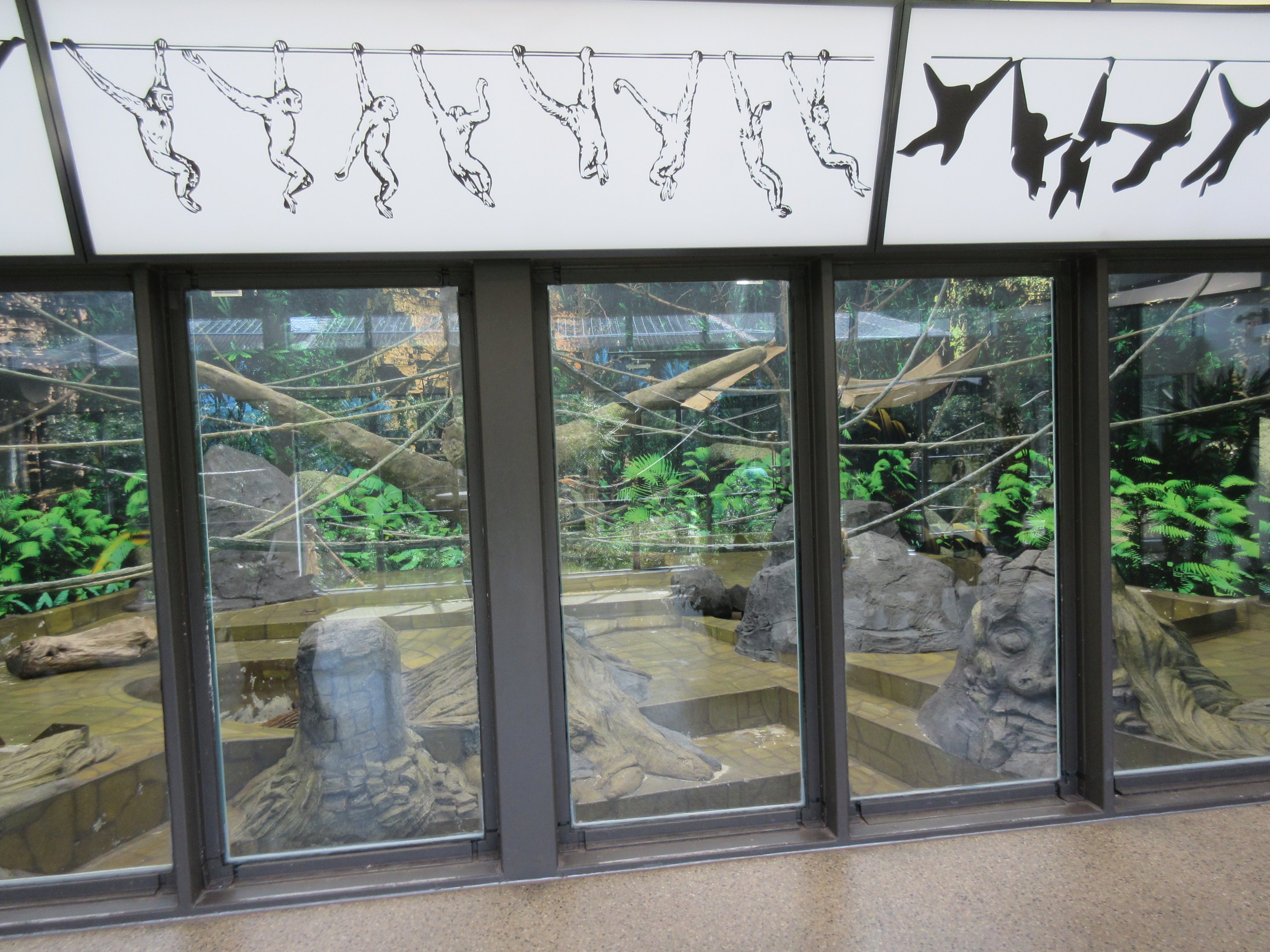 White-handed Gibbon Exhibit - Indoor Area