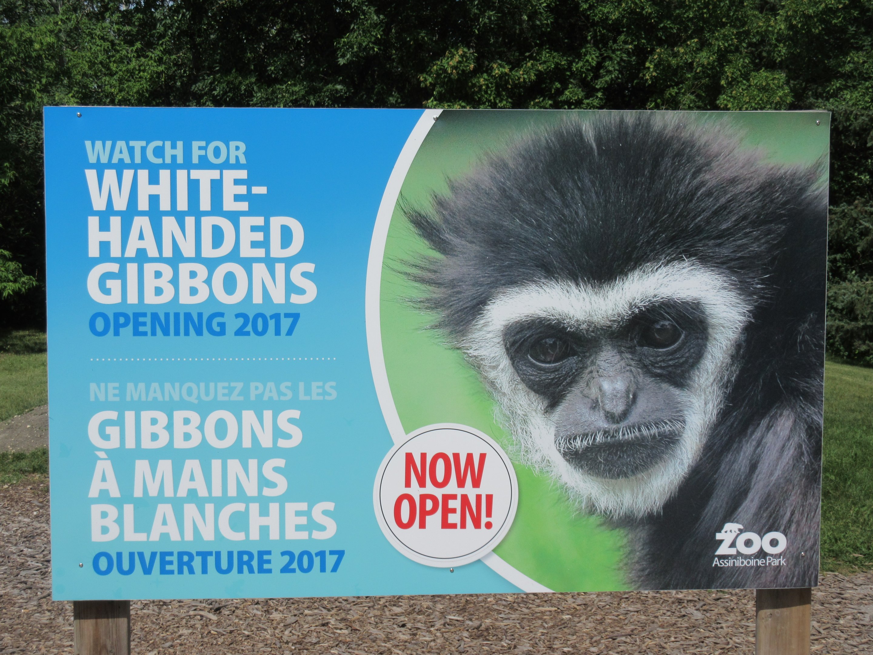 White-handed Gibbon Exhibit - New in 2017