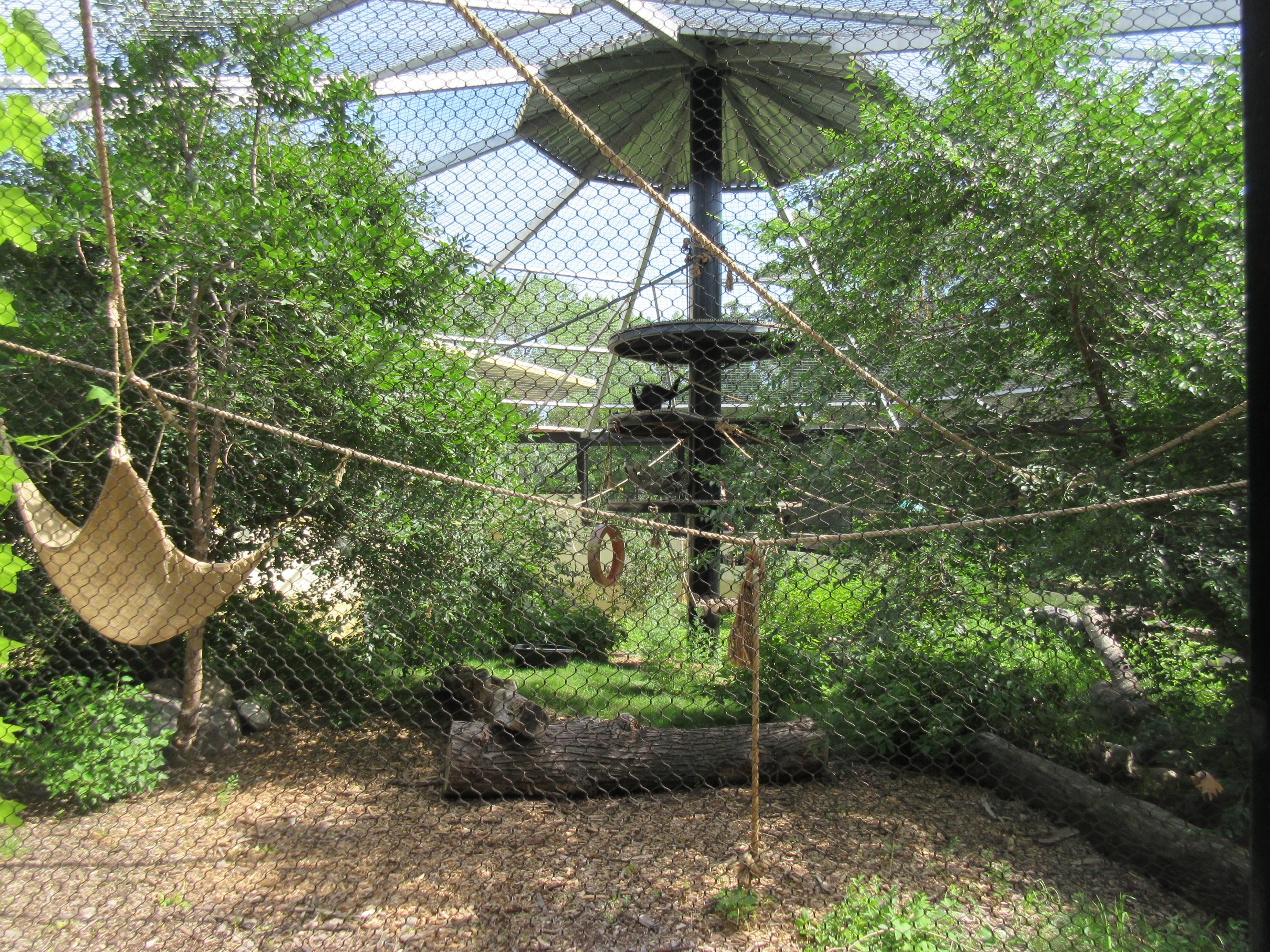 White-handed Gibbon Exhibit - New in 2017