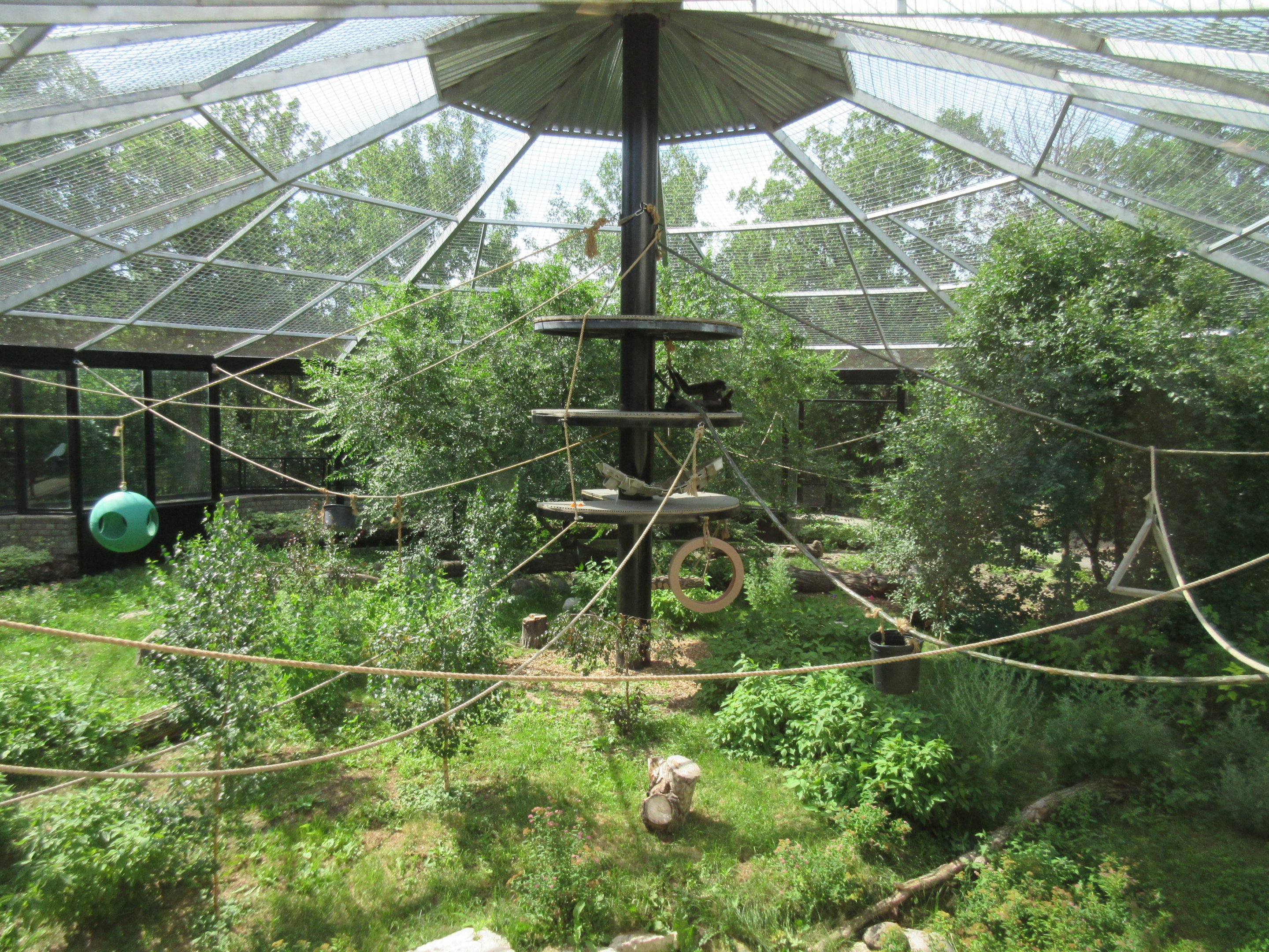 White-handed Gibbon Exhibit - New in 2017