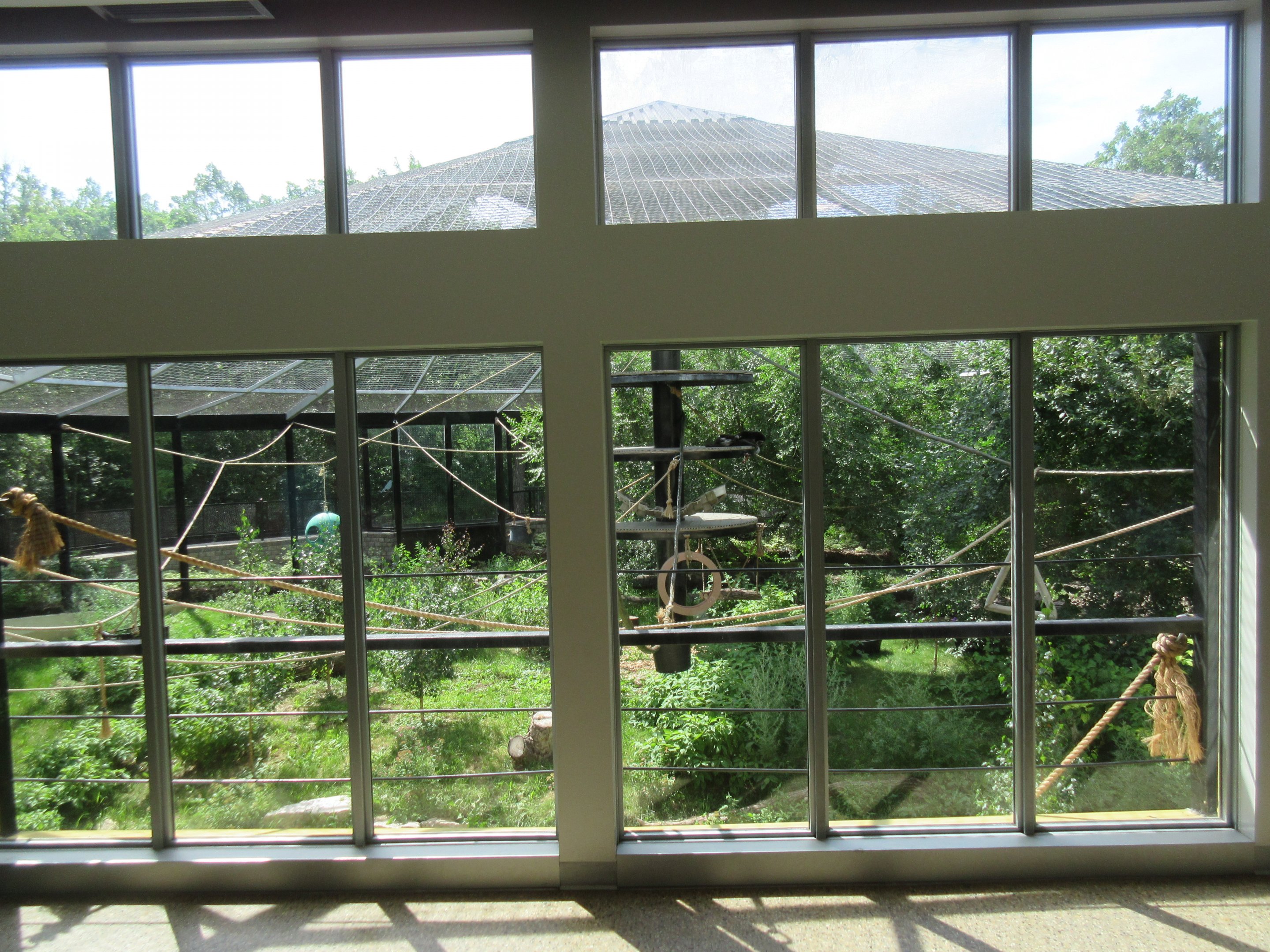 White-handed Gibbon Exhibit - New in 2017