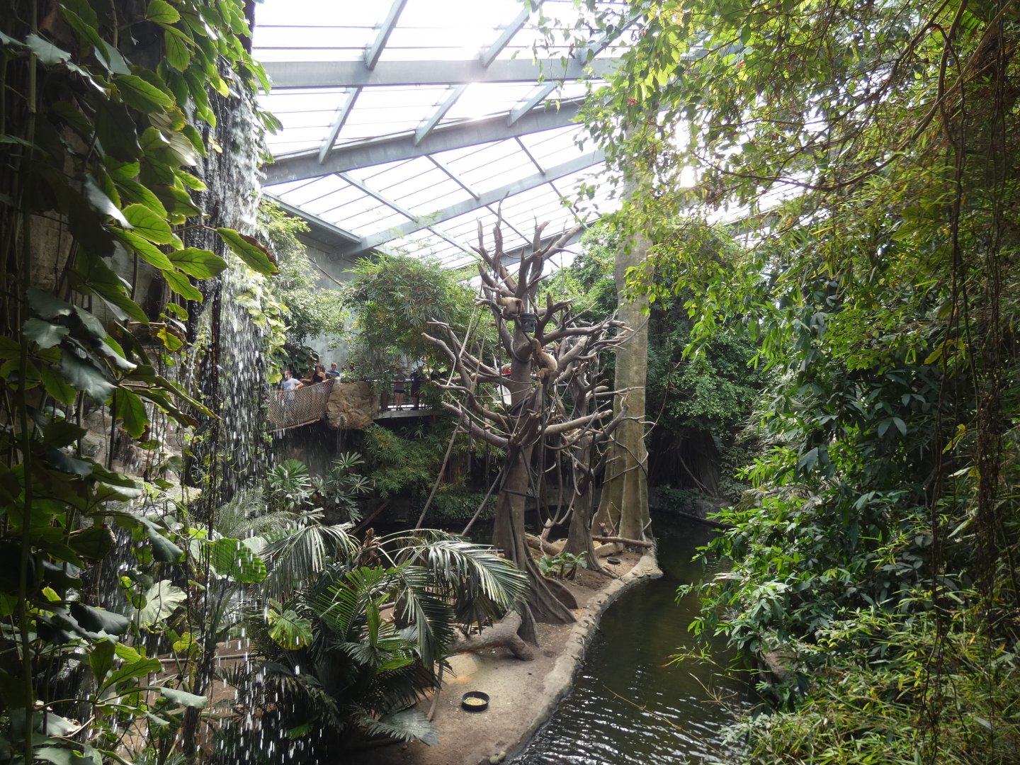 White Handed Gibbon Exhibit, Tropical Asia, Lied Jungle - Jun. 2021