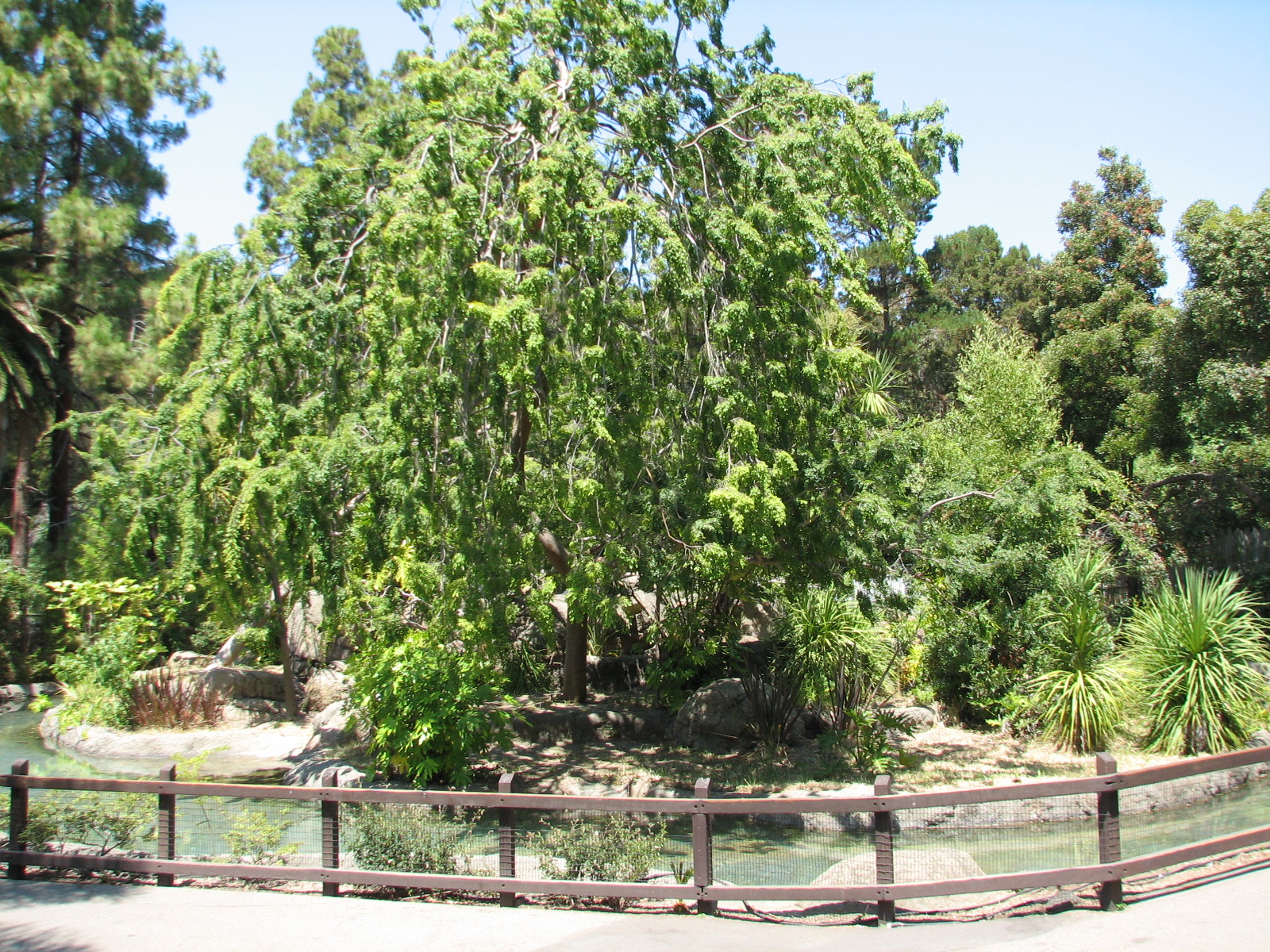 White-handed Gibbon Exhibit