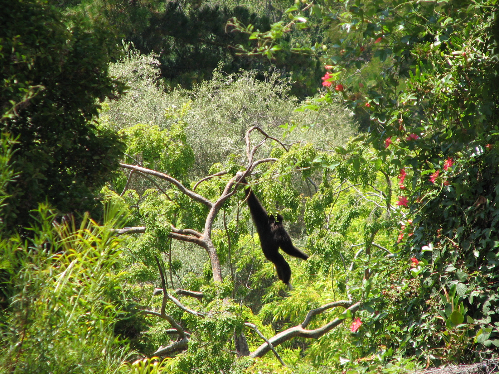 White-handed Gibbon Exhibit