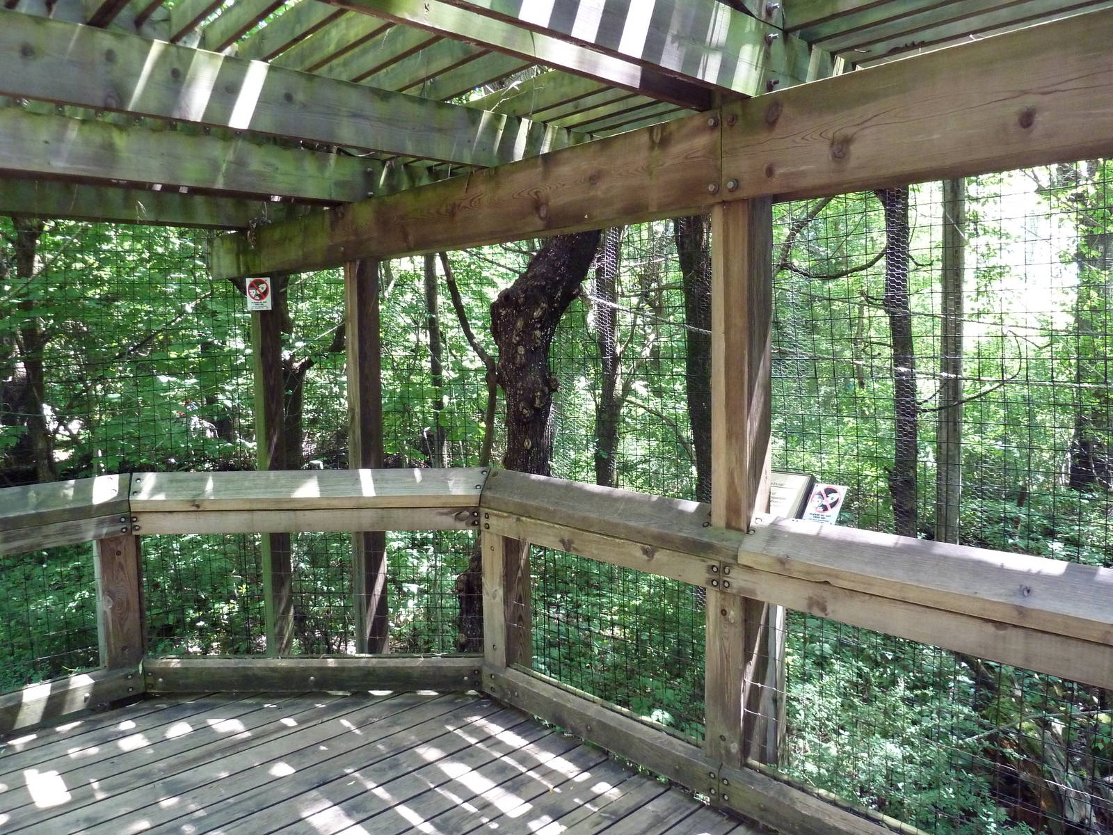 White-Handed Gibbon Exhibit