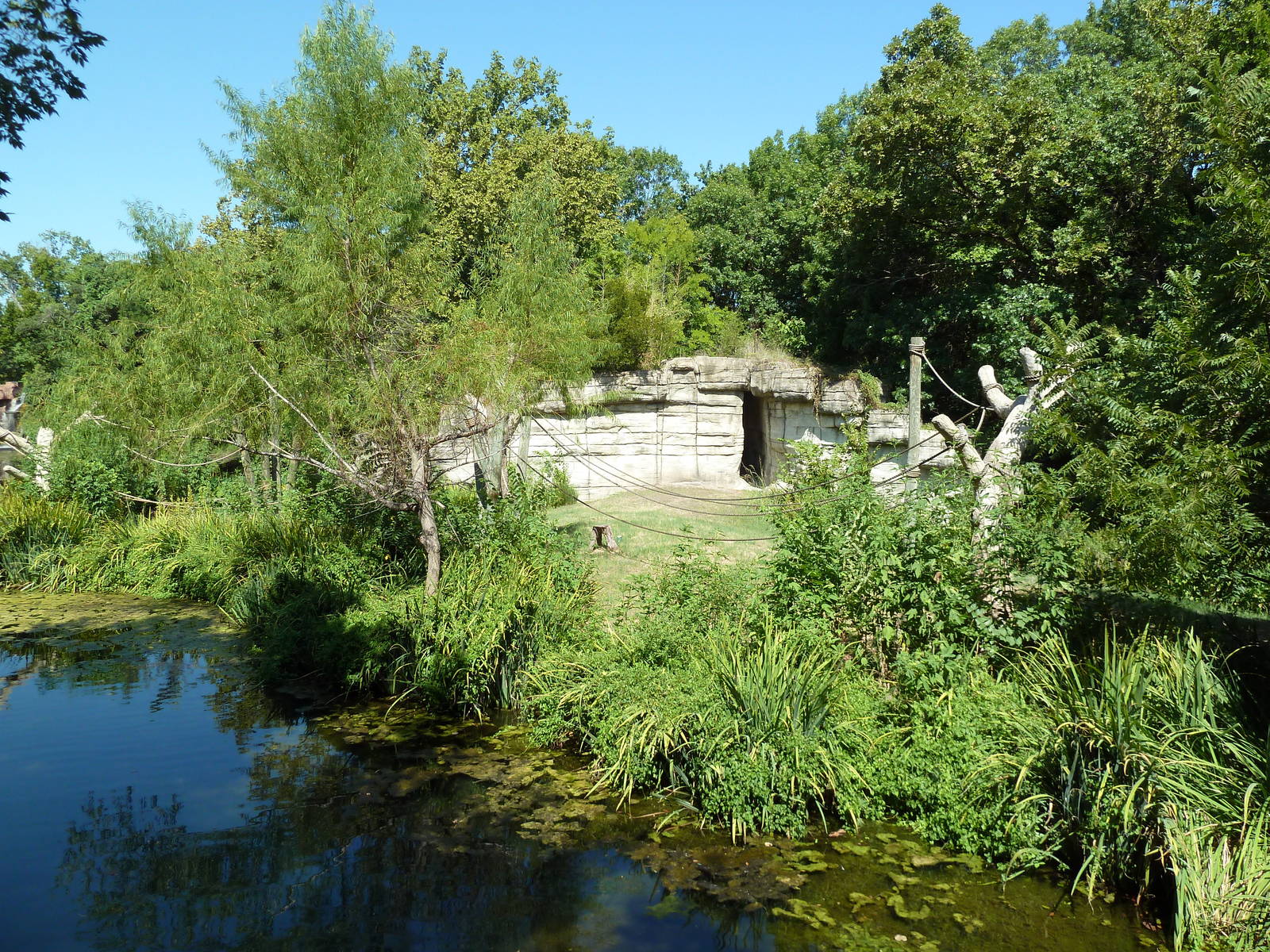 White-Handed Gibbon Exhibit