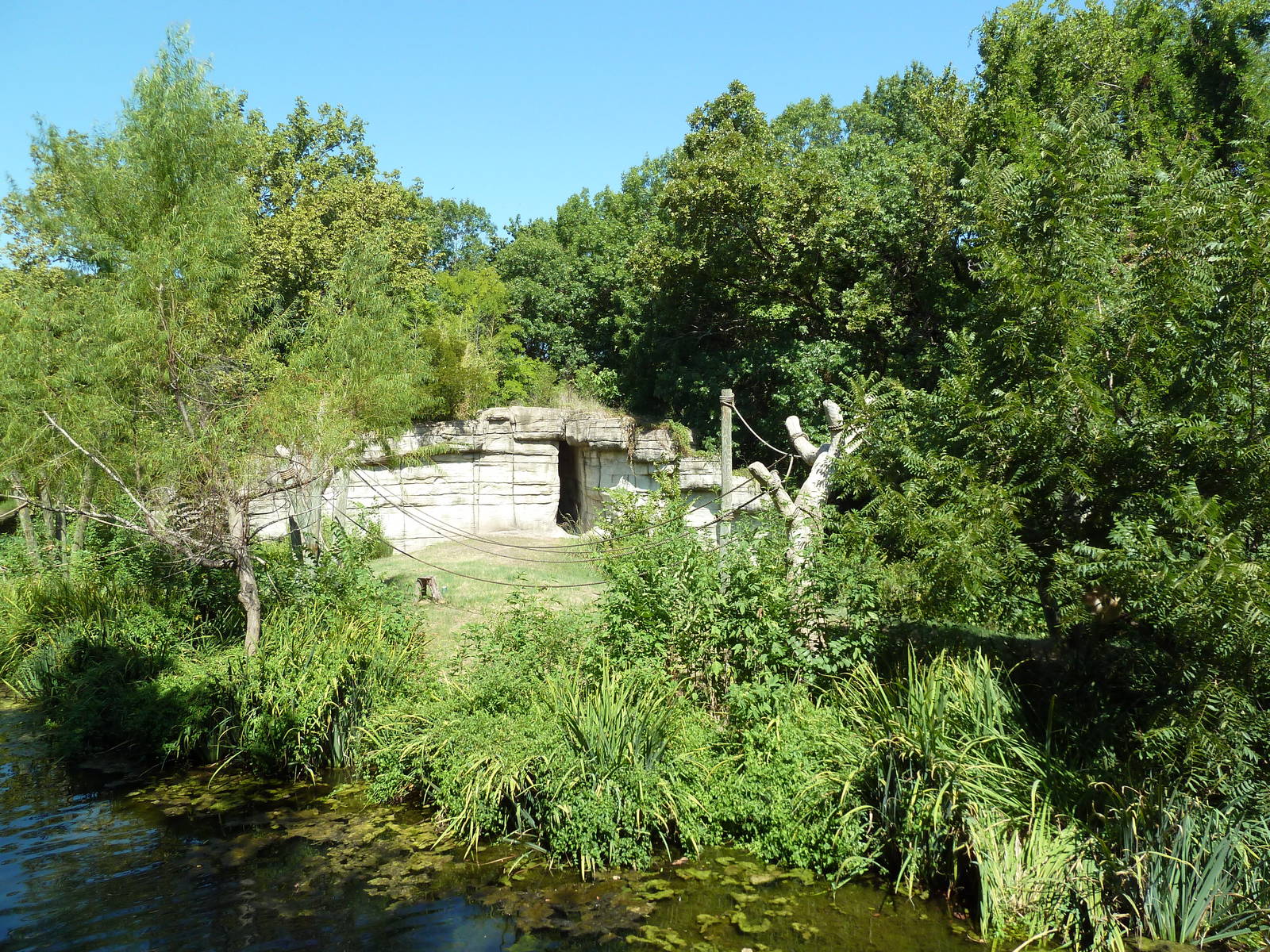 White-Handed Gibbon Exhibit